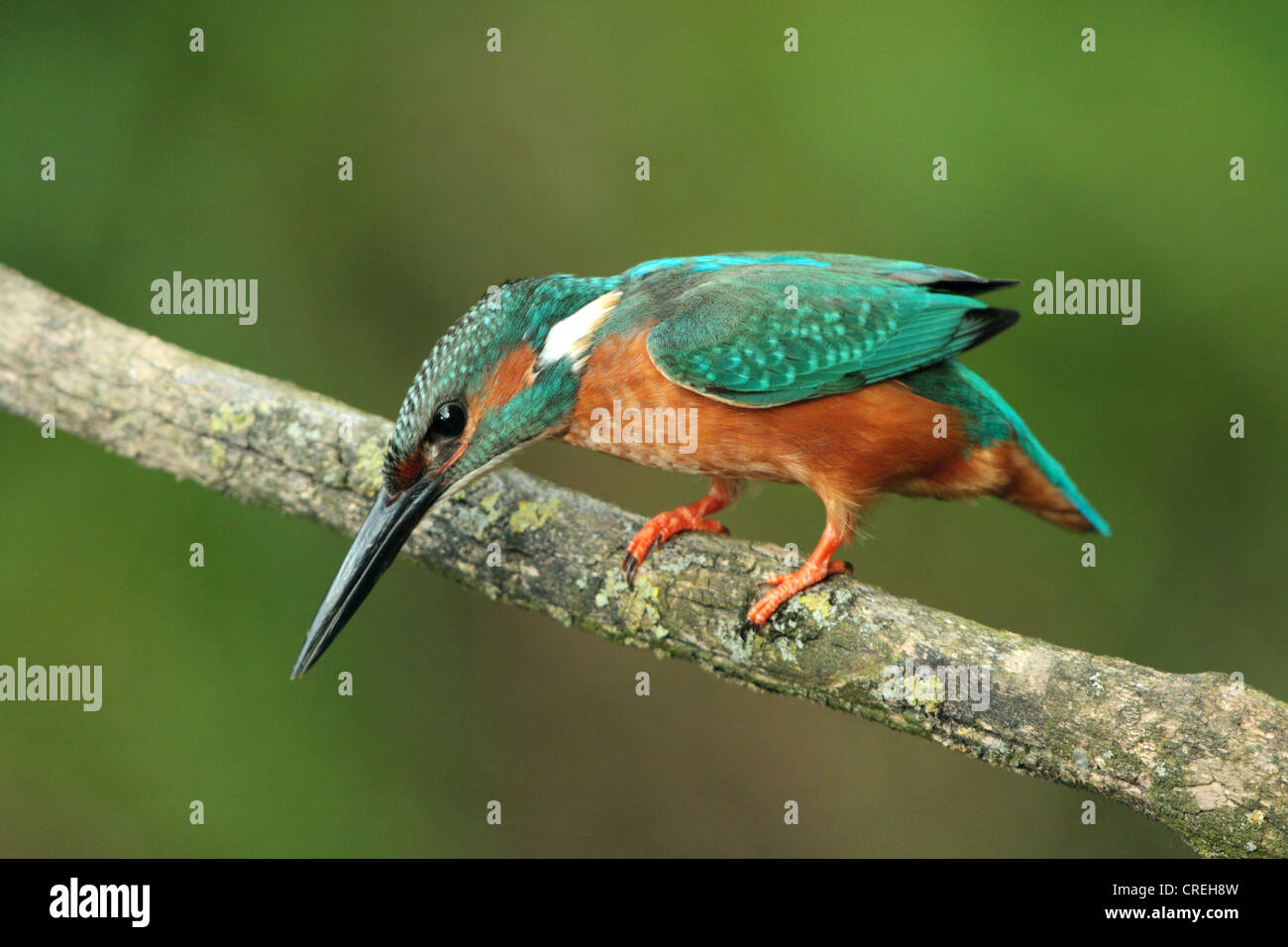 Fluss-Eisvogel (Alcedo Atthis), männlich auf den Feed, Deutschland, Bayern Stockfoto