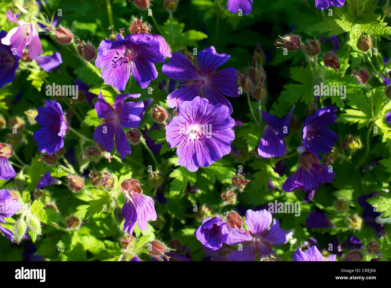 Nahaufnahme von lila Geranium Storchschnabel Gerwat Rozanne blüht in Surrey Garten an einem Junimorgen Stockfoto