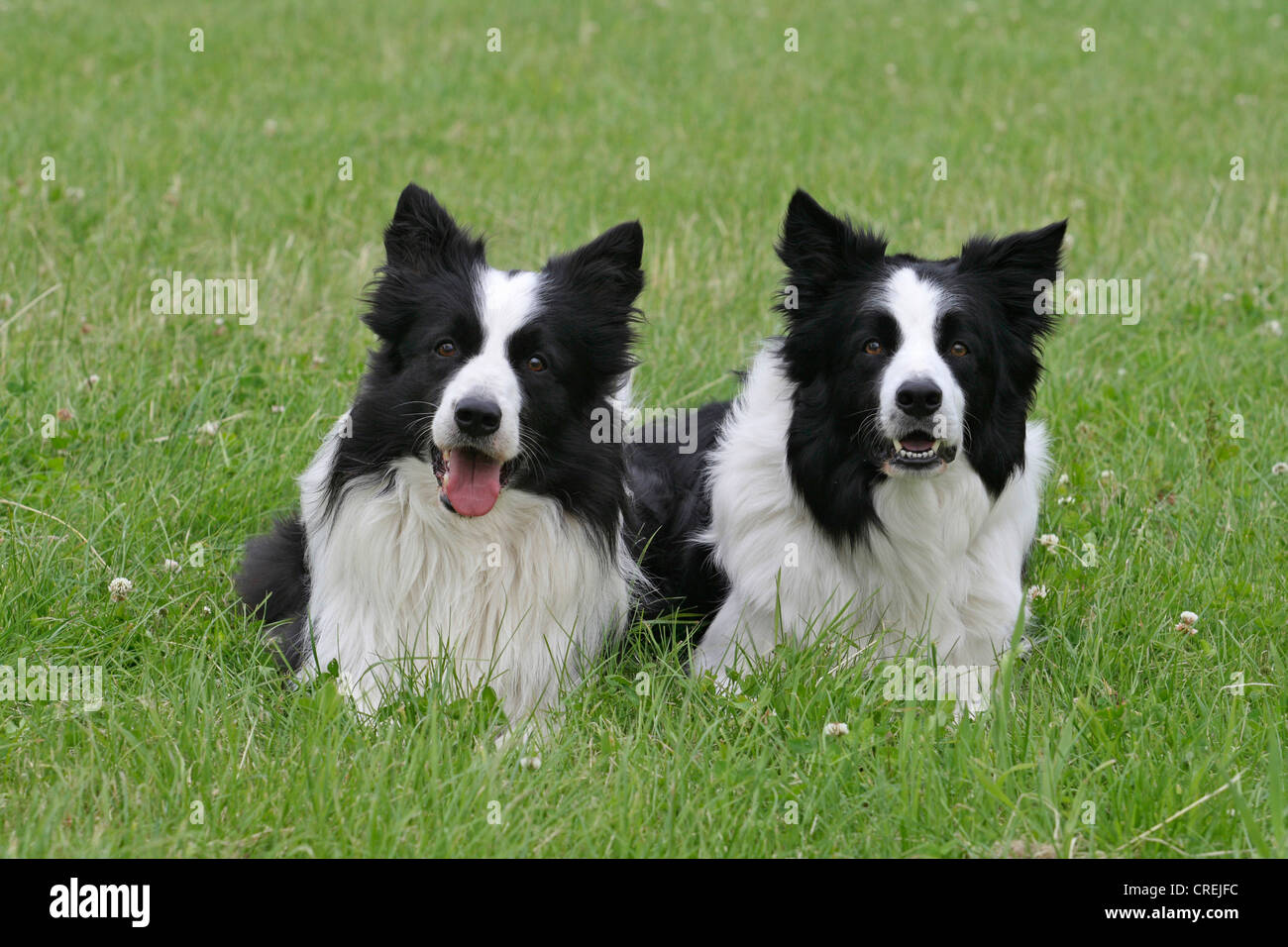 Border Collie (Canis Lupus F. Familiaris), zwei Hunde nebeneinander auf einer Wiese Stockfoto