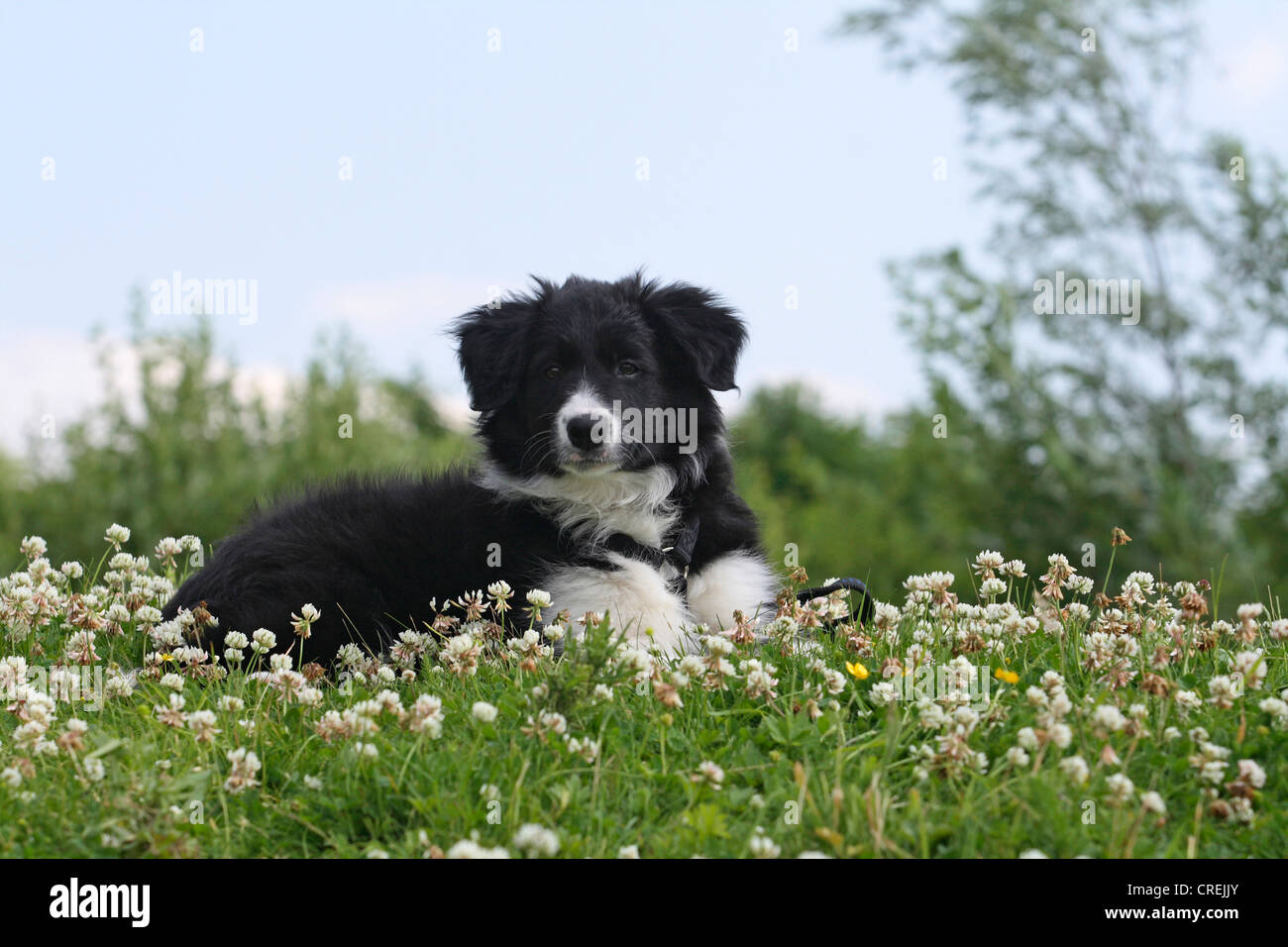 Border Collie (Canis Lupus F. Familiaris), neun Wochen alten Welpen auf der Wiese liegend Stockfoto