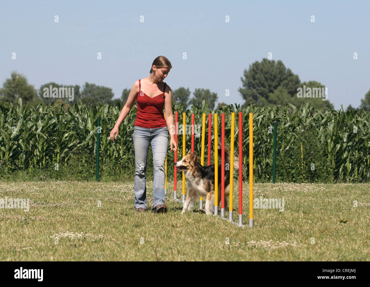 Border Collie (Canis Lupus F. Familiaris), junge Frau Training Slalom mit ihrem Hund Stockfoto