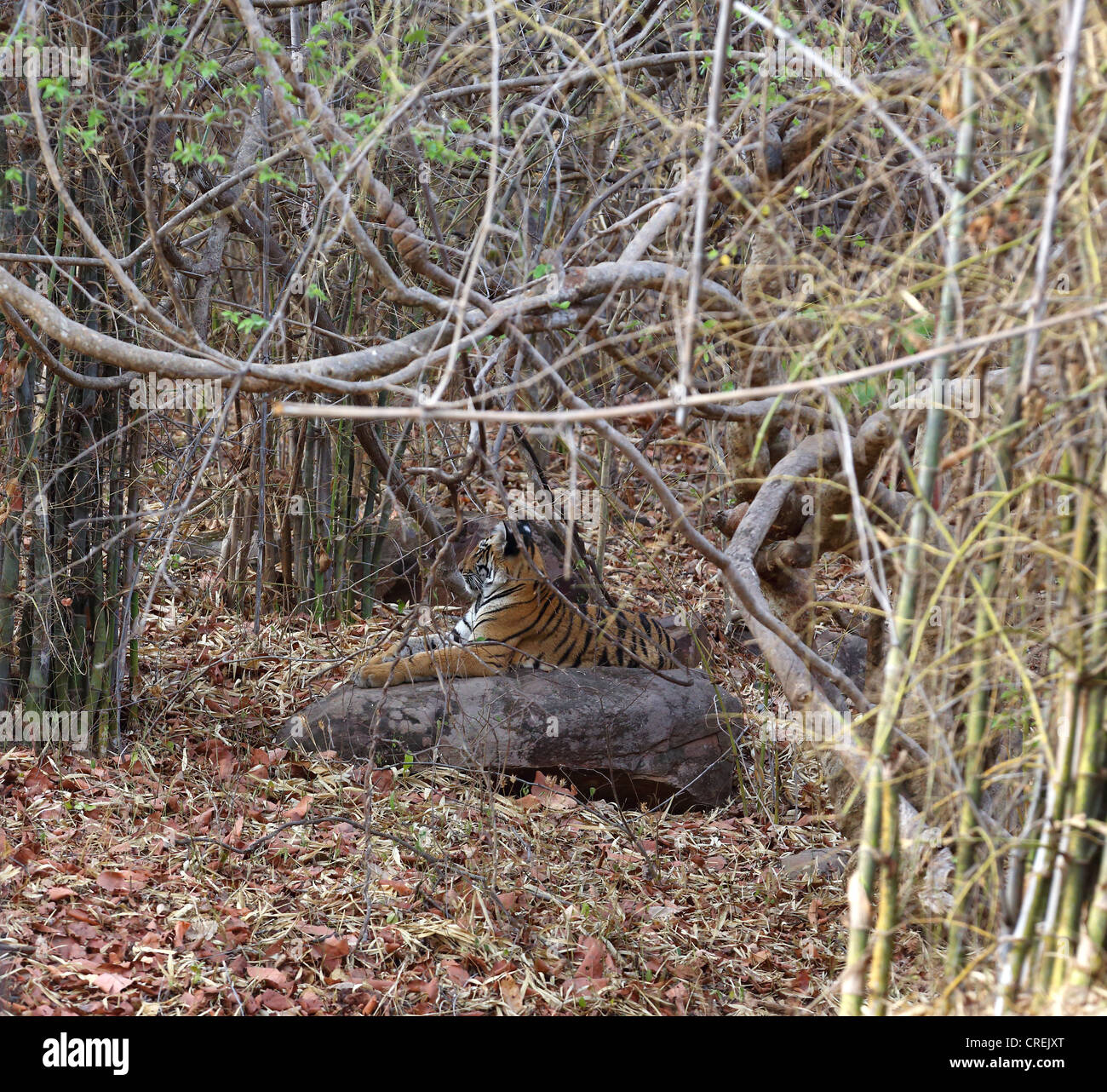 Tigerbaby sitzend auf Felsen stramm im Tadoba-Dschungel-Lebensraum Stockfoto