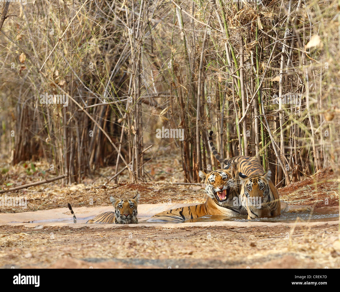 Wütende Tigerin mit zwei jungen, die Abkühlung im Wasserloch im Tadoba-Dschungel, Indien Stockfoto