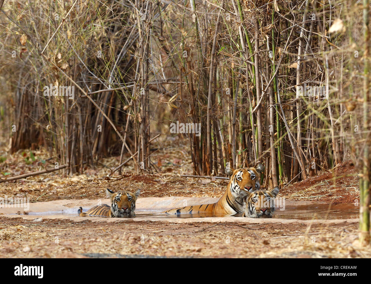 Tigerin mit zwei jungen, die Abkühlung im Wasserloch im Tadoba-Dschungel, Indien Stockfoto