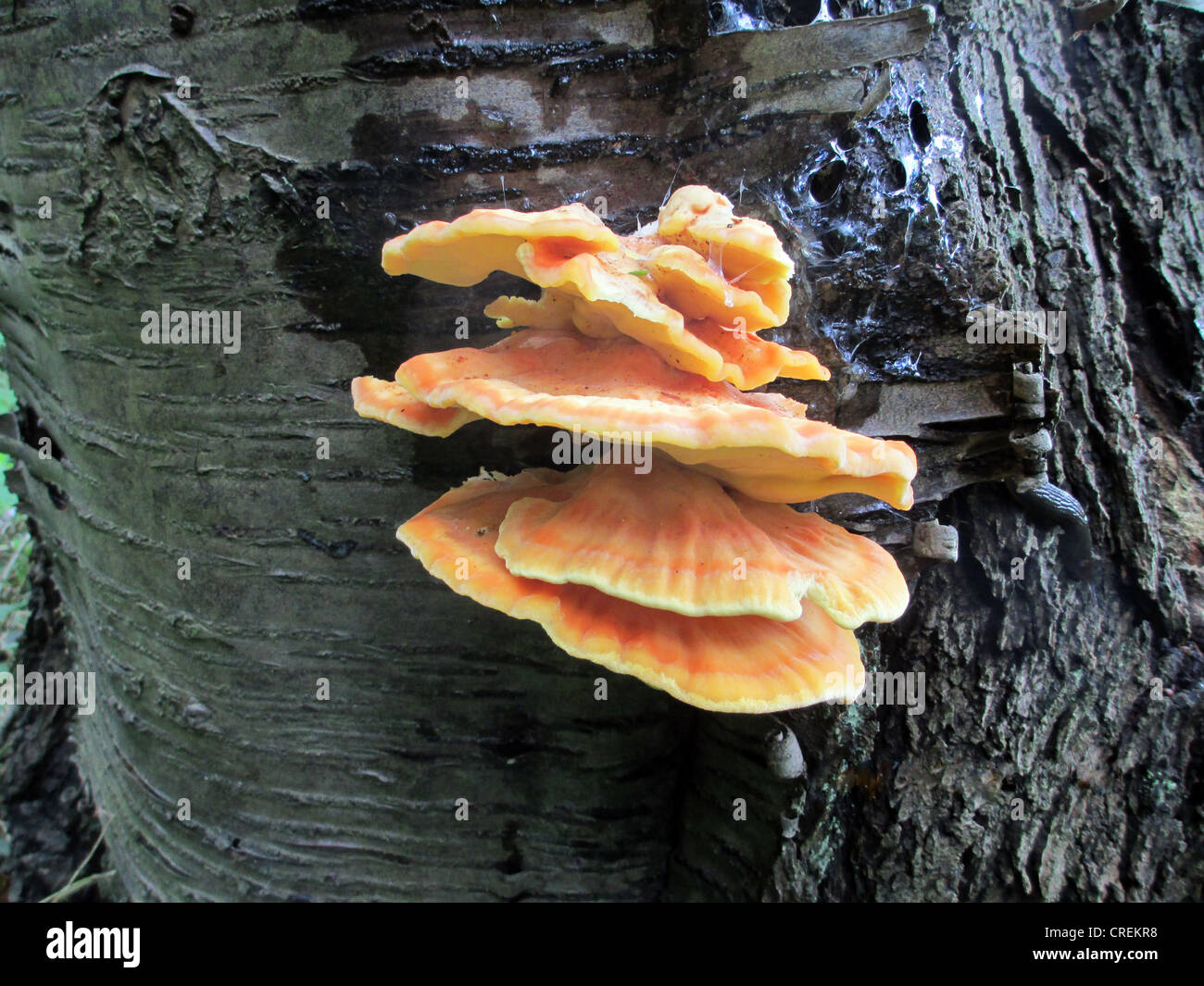 CHICKEN OF THE WOODS Pilz (Laetiporus Sulphureus) Foto Tony Gale Stockfoto