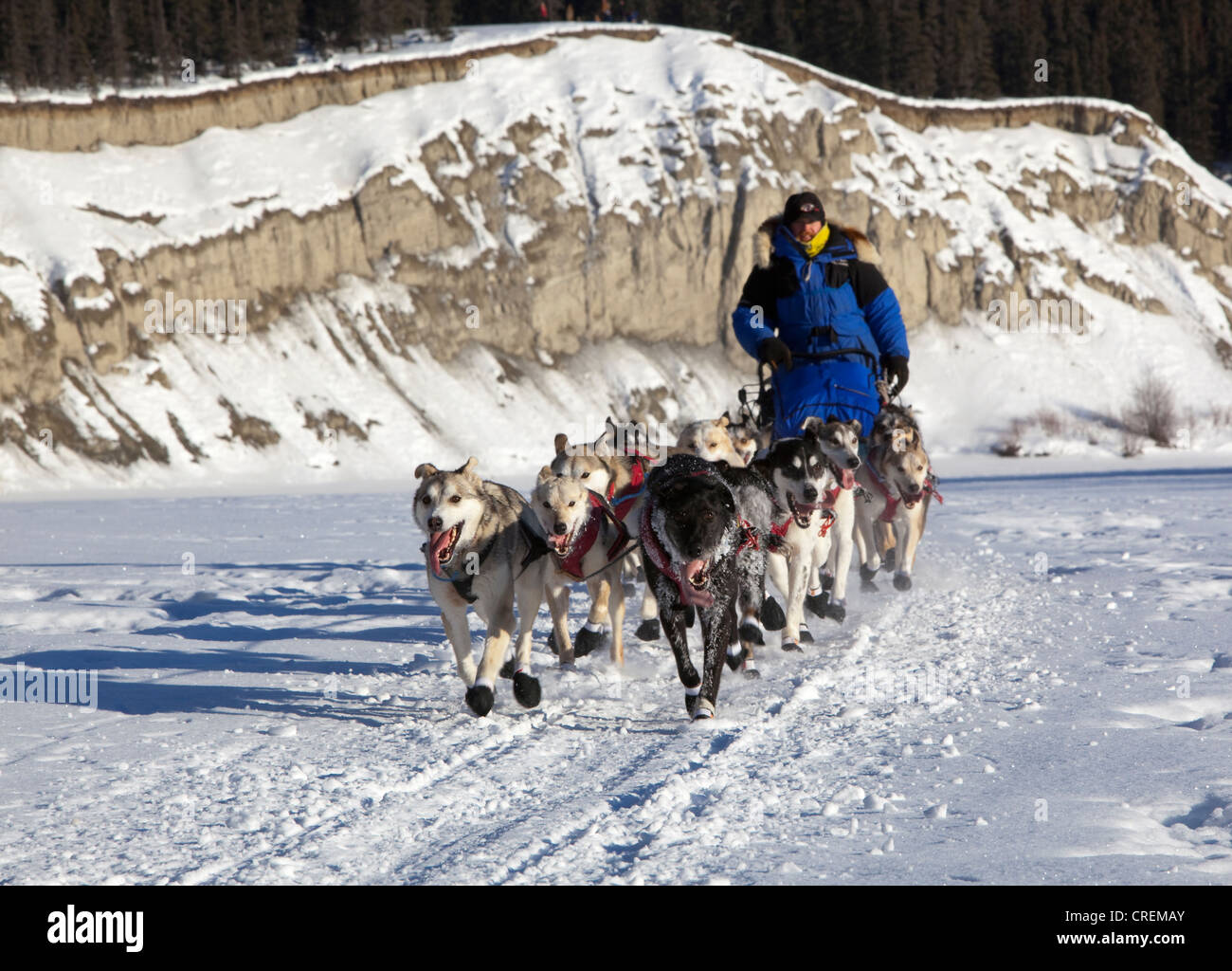 Laufender Hundeteam, Schlittenhunde, mushing, Alaskan Huskies zu Beginn des Yukon Quest 1, 000-Meile International Sled Dog Race Stockfoto