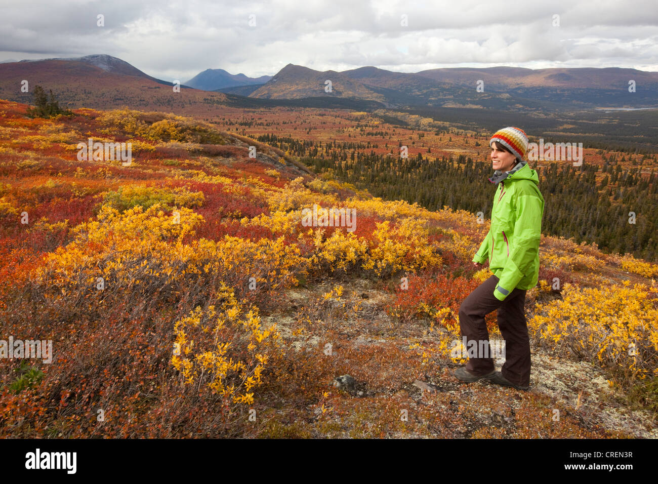 Junge Frau, Wandern, Wandern in subalpinen Tundra, Indian Summer, Herbst, in der Nähe von Fish Lake, Yukon Territorium, Kanada Stockfoto