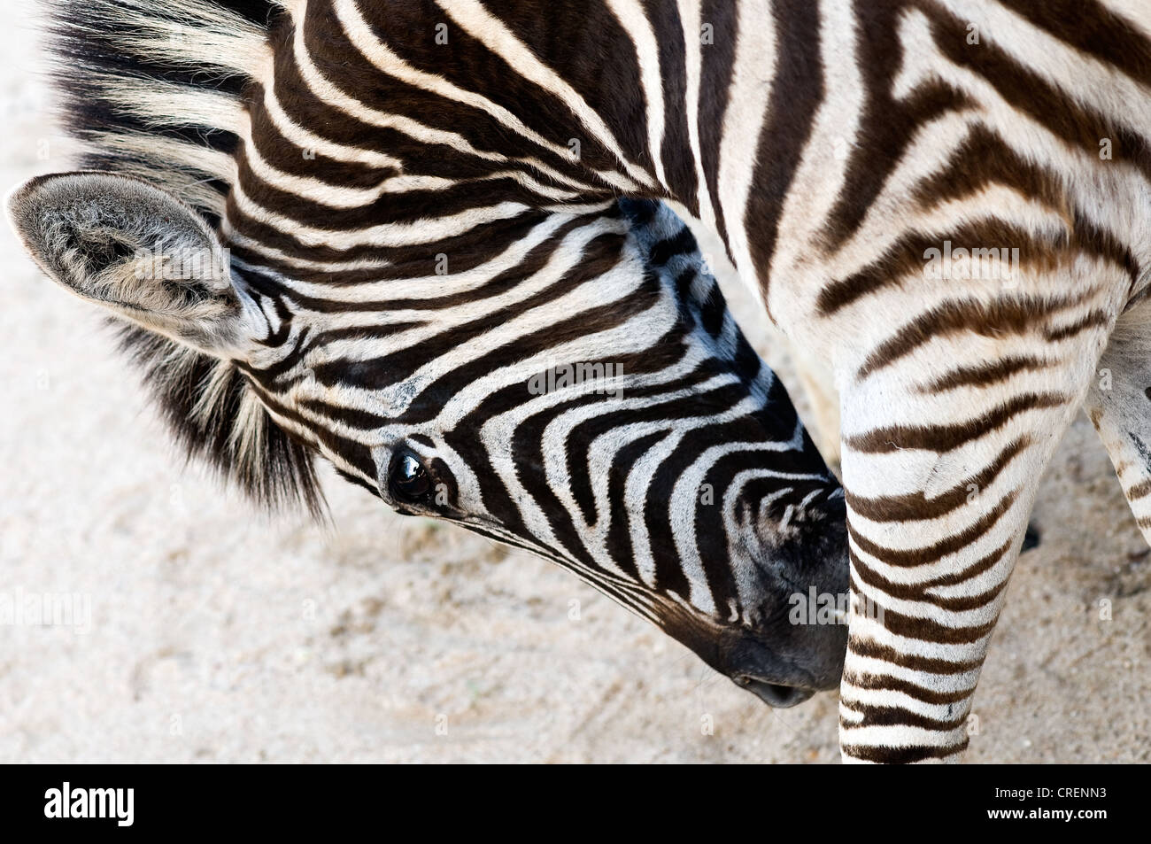 Zebra, Hoedspruit Endangered Species Centre in Südafrika Stockfoto