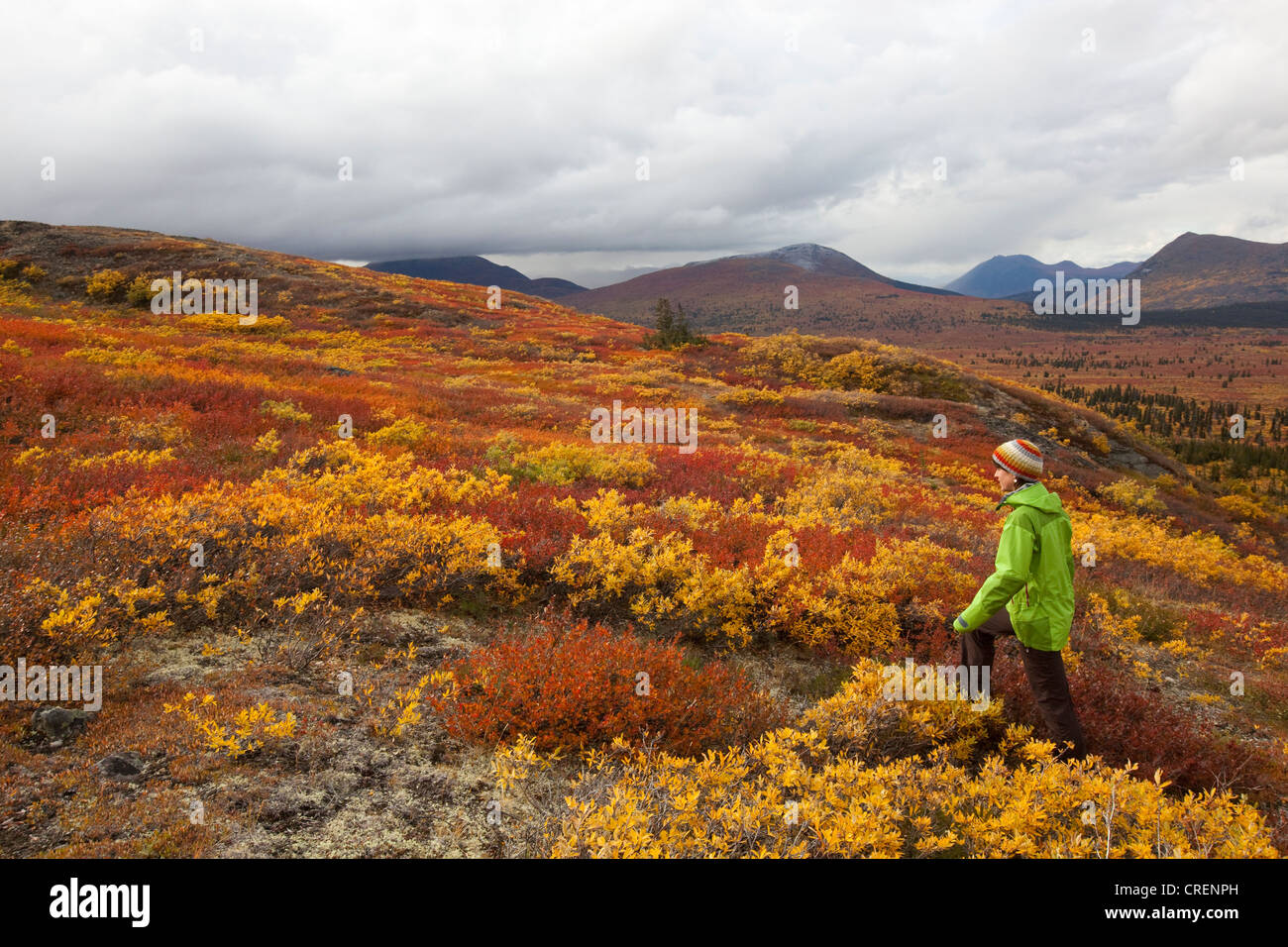 Junge Frau Wandern in subalpinen Tundra, Indian Summer, Blätter in Herbstfarben, Herbst, in der Nähe von Fish Lake, Yukon Territorium, Kanada Stockfoto