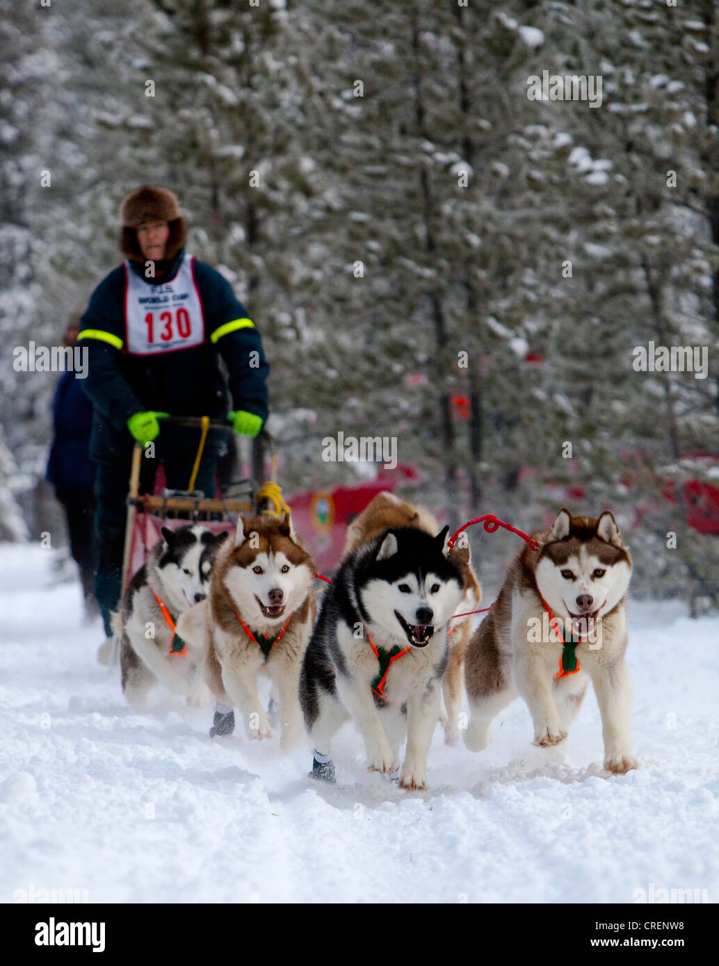 Siberian Huskies, Schlittenhunde, Hundeschlitten, Hundeschlitten, mushing, Carbon Hill Schlittenhunderennen, Mt. Lorne, in der Nähe von Whitehorse ausgeführt Stockfoto