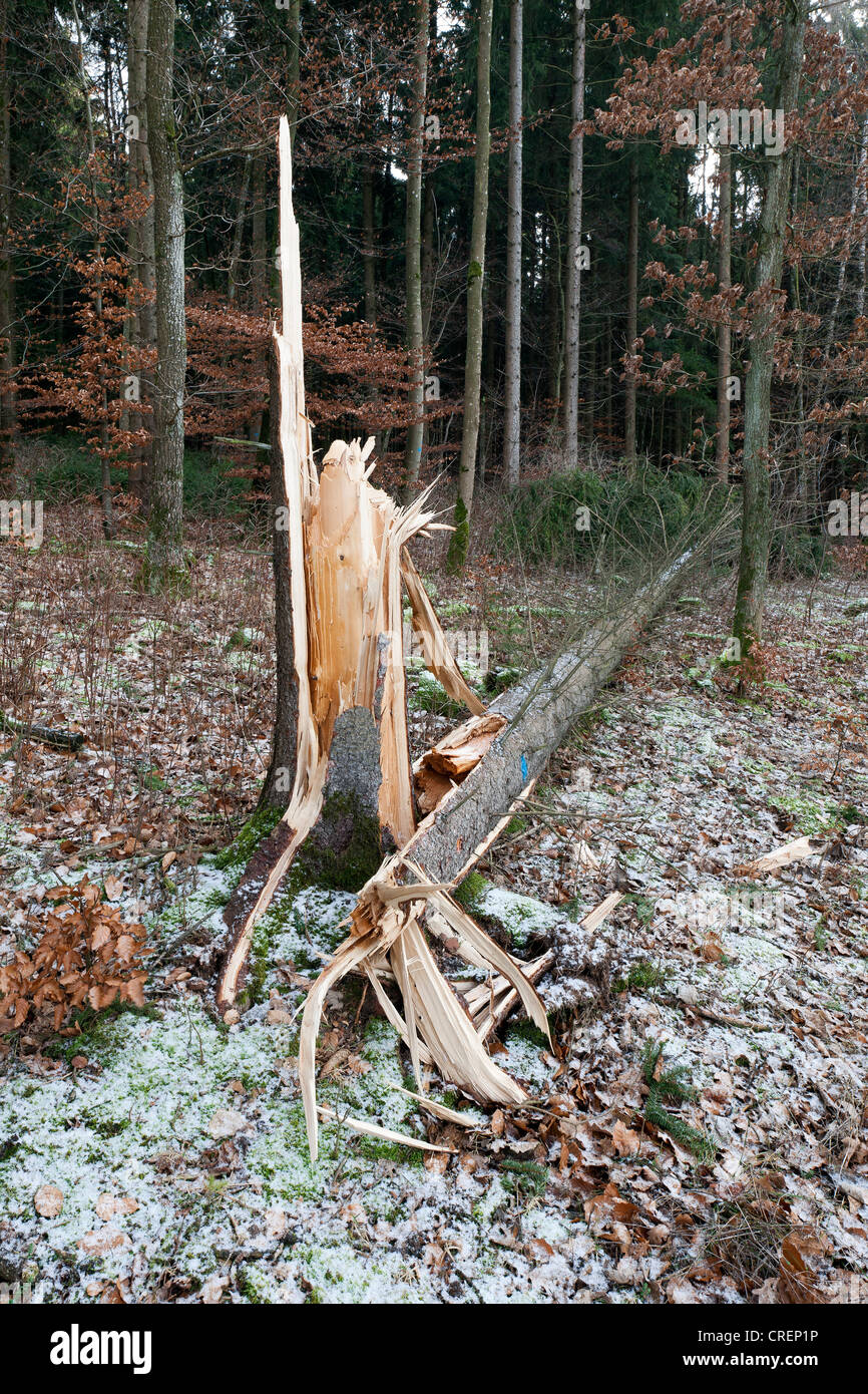 Kiefer in einem Wald, Sturm, Sturmschäden gefallen Stockfoto