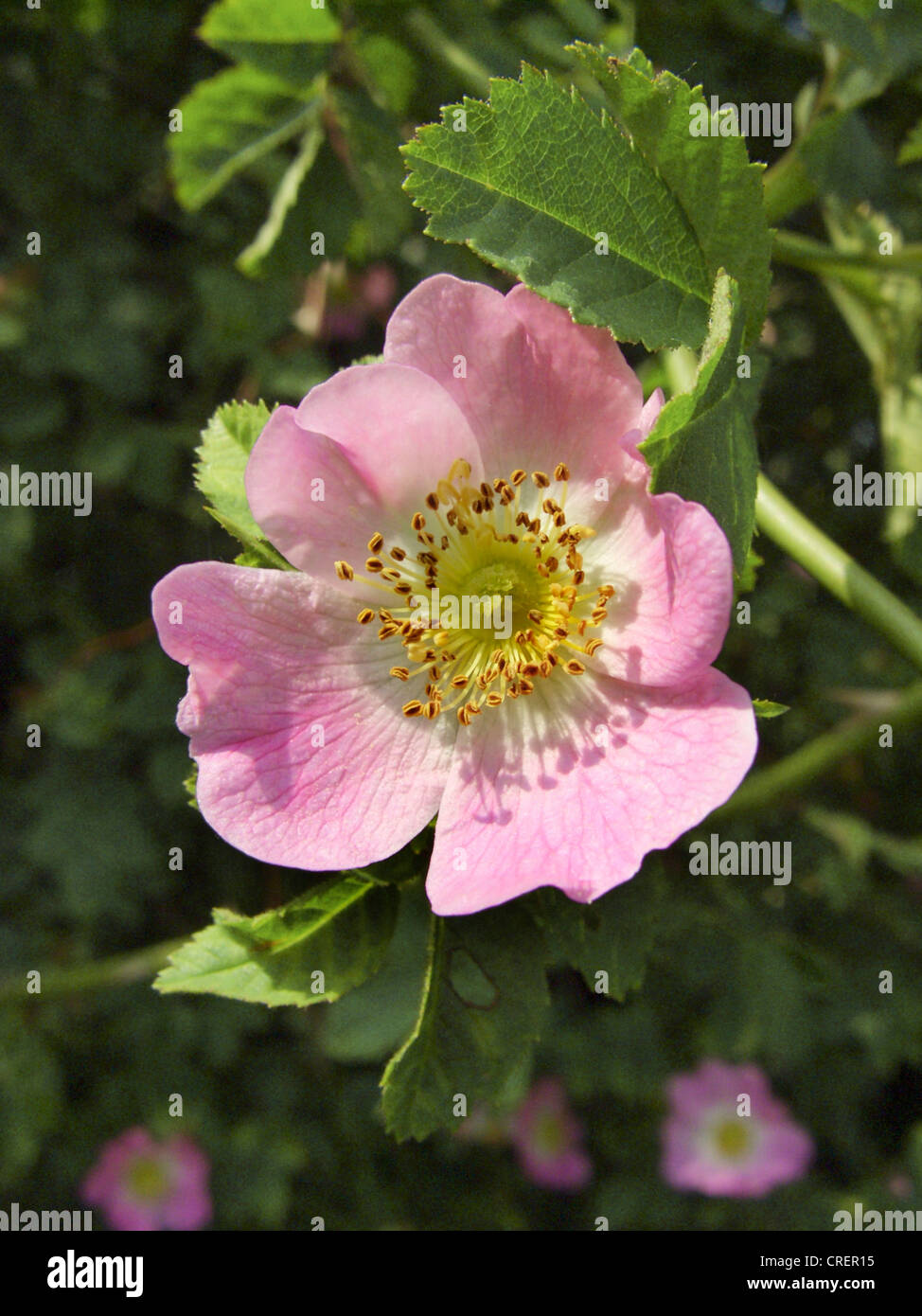 Sweet Briar Rose (Rosa Rubiginosa), Blume, Deutschland, Nordrhein-Westfalen Stockfoto