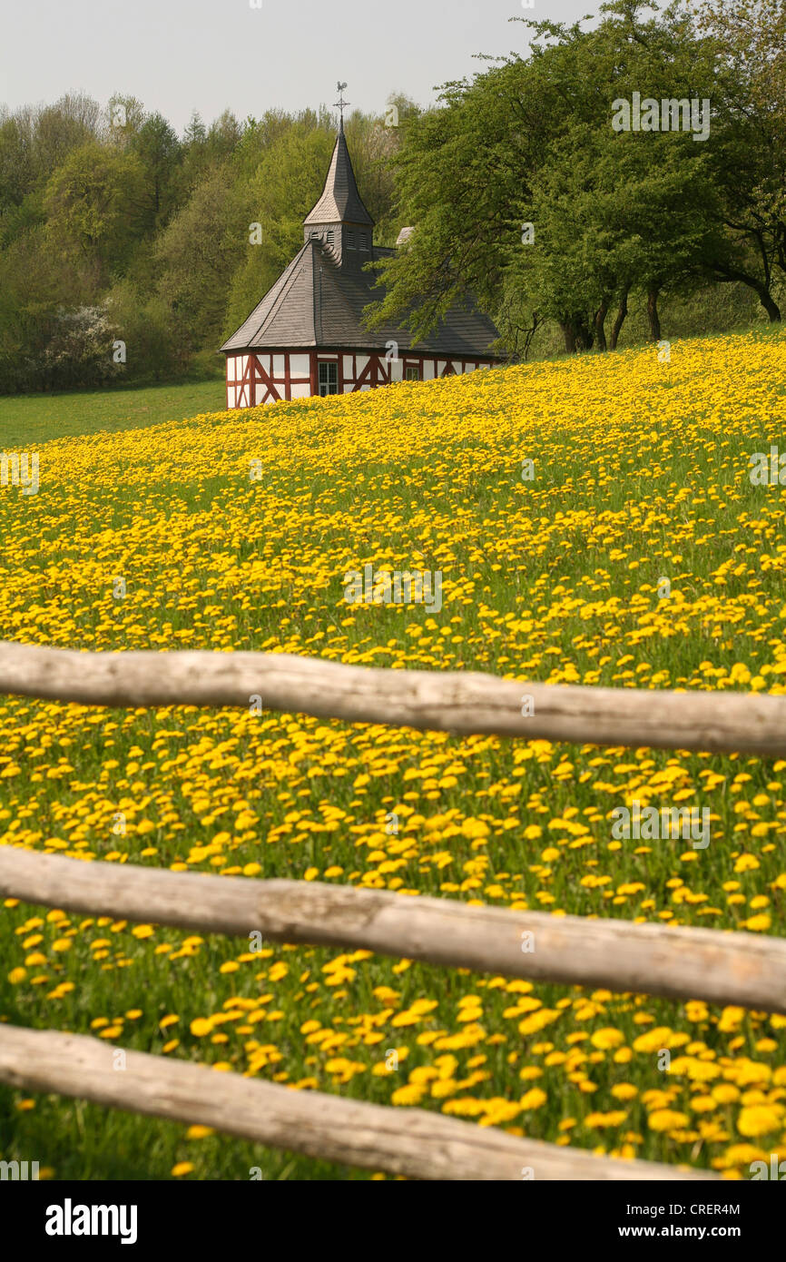 Kapelle und Wiese mit blühenden gemeinsamen Löwenzahn, Deutschland, Nordrhein-Westfalen, Sauerland Stockfoto