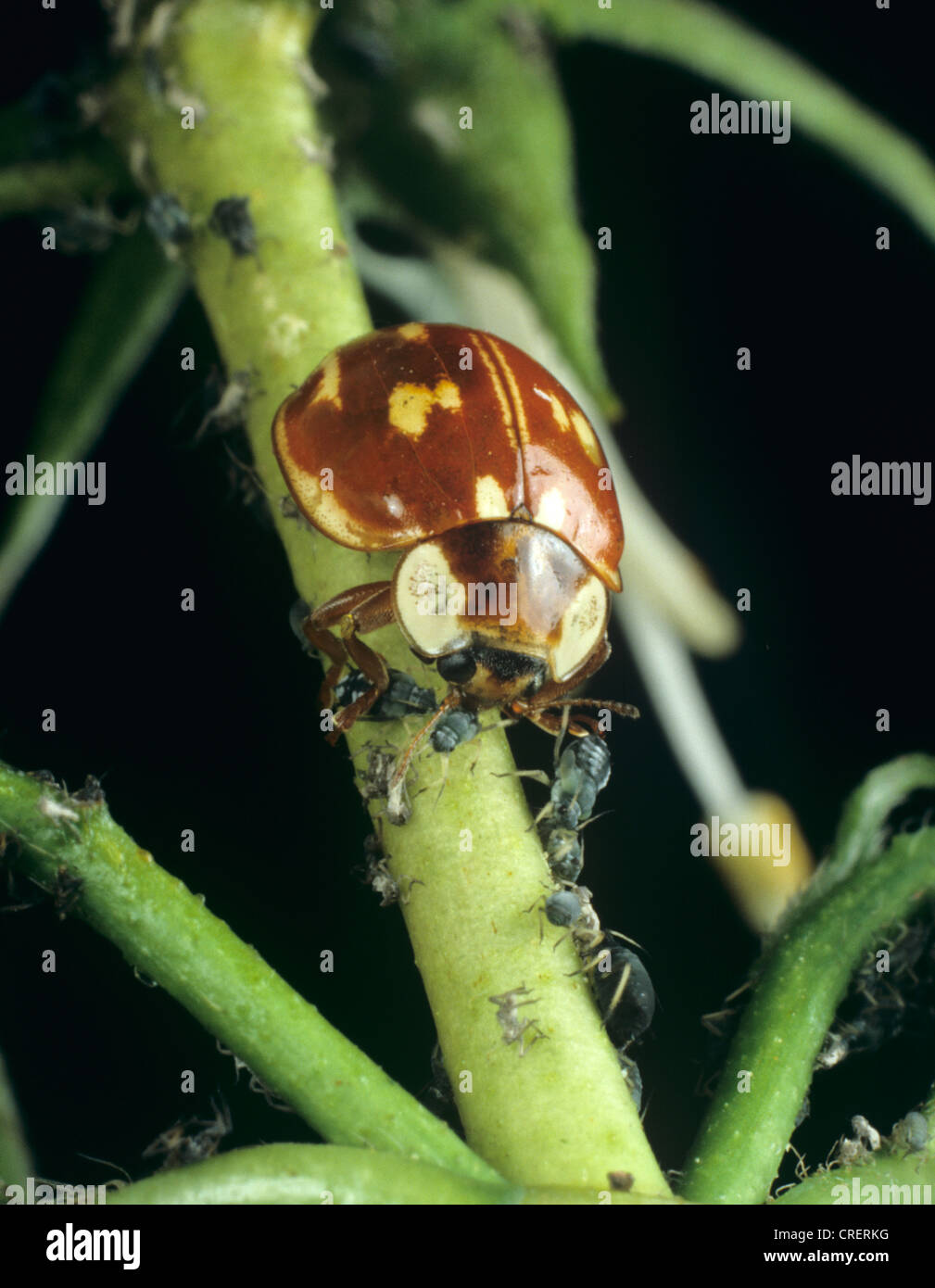 Gestreifter Marienkäfer (Myzia Oblongoguttata) von schwarzen Bohnen Blattläuse ernähren Stockfoto