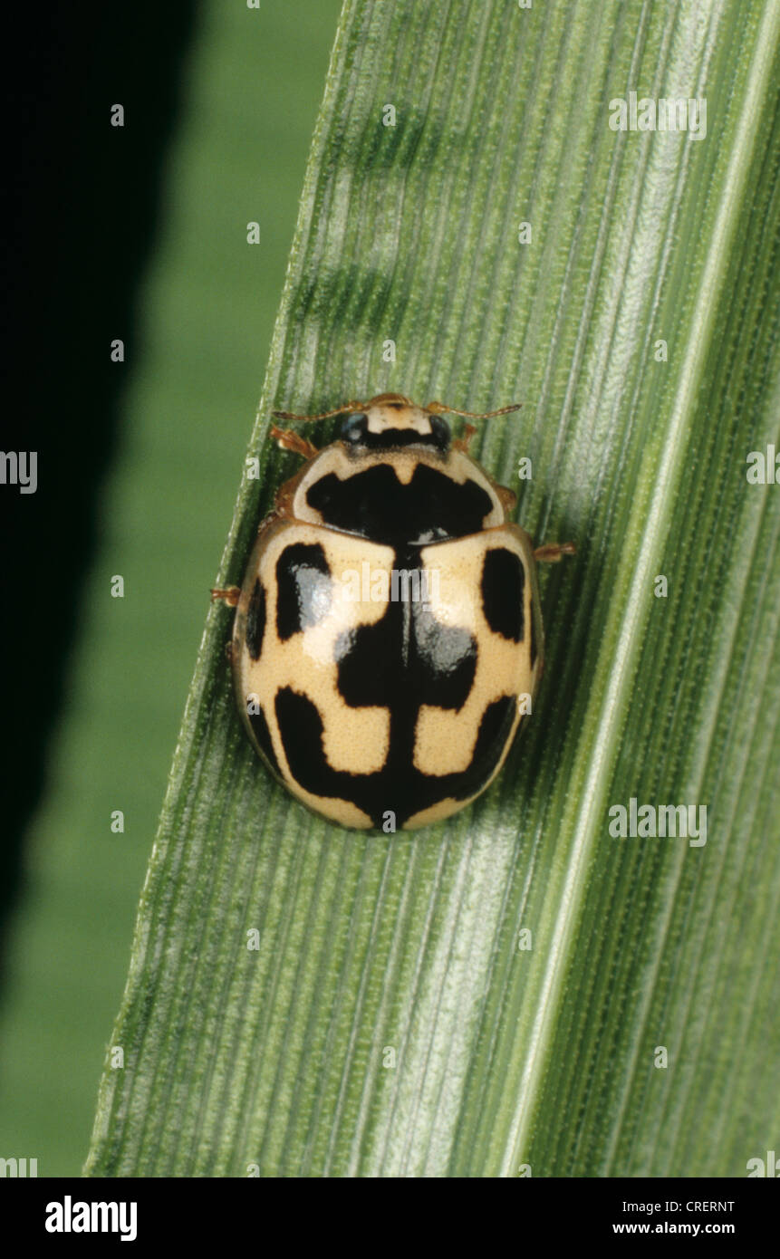 14-fleckige Marienkäfer oder 14-fleckige Marienkäfer (Propylea quatuordecimpunctata) adulte Schädlingsräuber Stockfoto