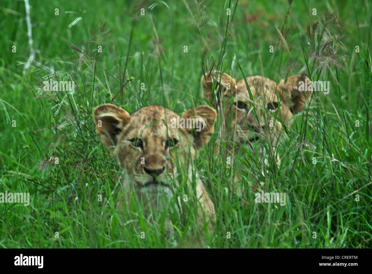 Porträt von zwei Löwen-Babys in den Rasen, Kenia, Afrika. Stockfoto