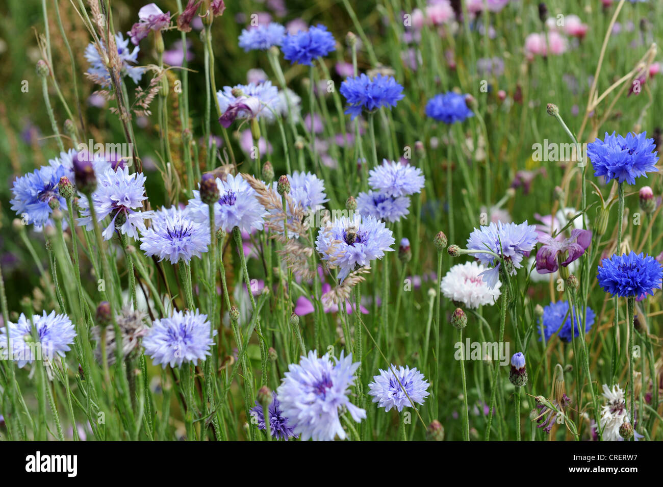 Kornblumen und anderen Wildblumen Stockfoto
