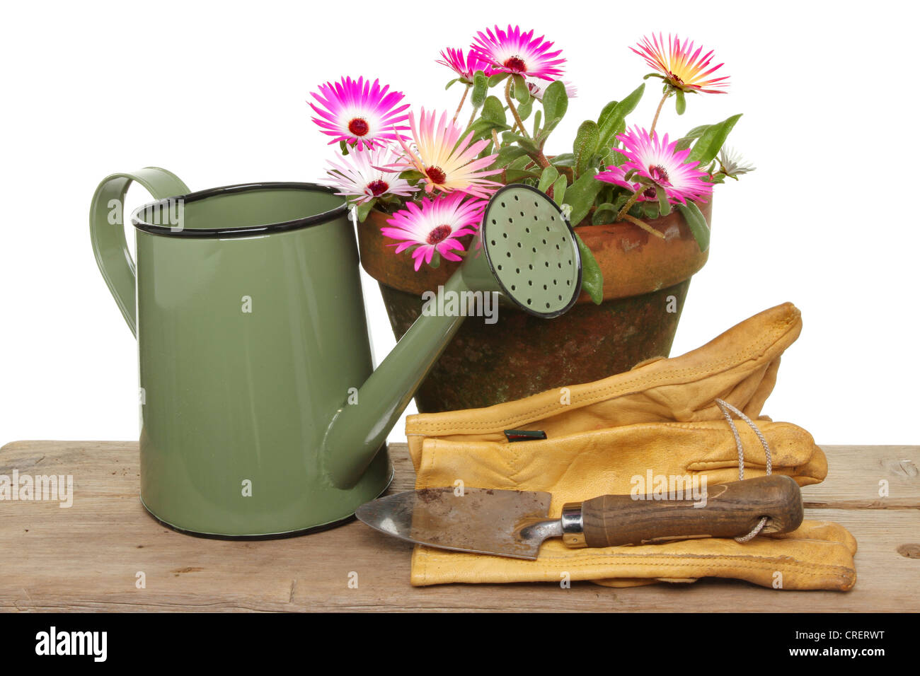 Mesembryanthemum Daisy wie Blumen in einem Topf mit Gartengeräten auf einer Holzbank Stockfoto