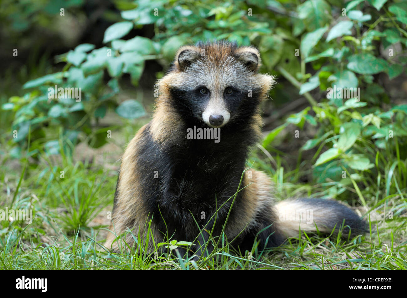 Marderhund (Nyctereutes Procyonoides), Erwachsener, Deutschland Stockfoto