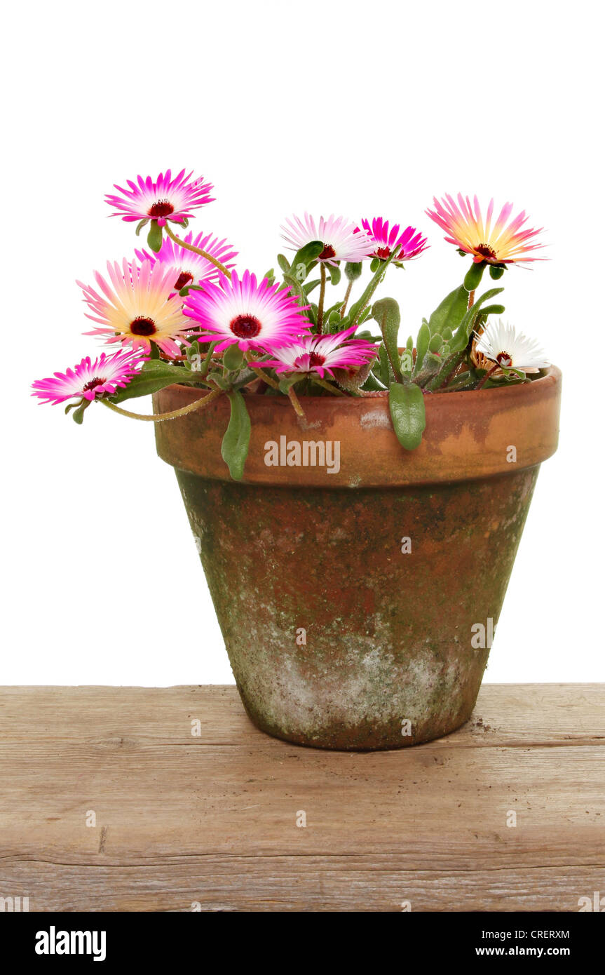 Mesembryanthemum lebendige Daisy wie Blumen in einem Terrakotta-Topf auf einer Holzbank Stockfoto