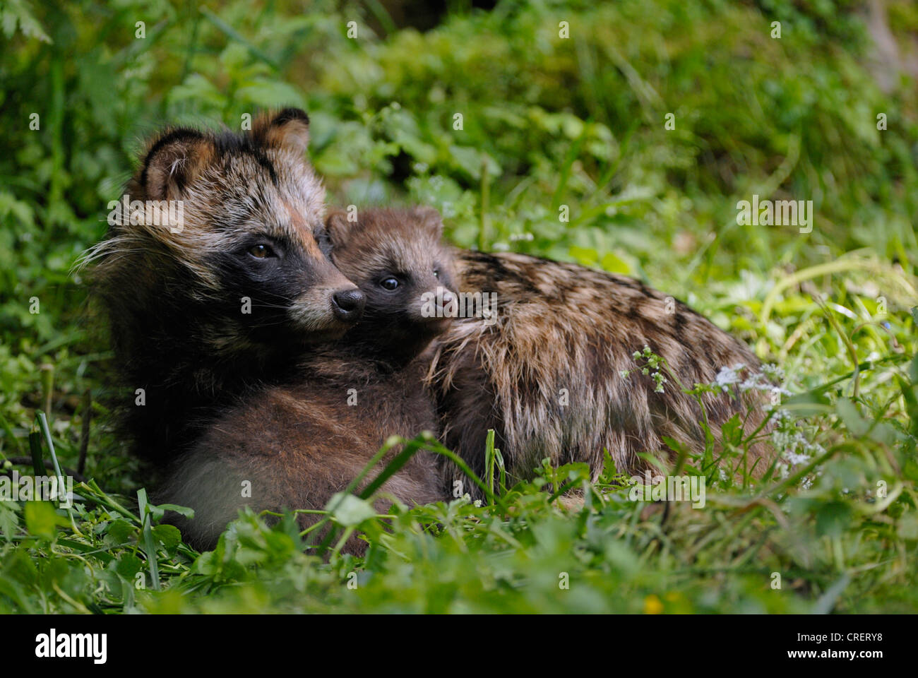 raccoon dog (Nyctereutes procyonoides), adult with puppy lying in the gras, Germany Stockfoto