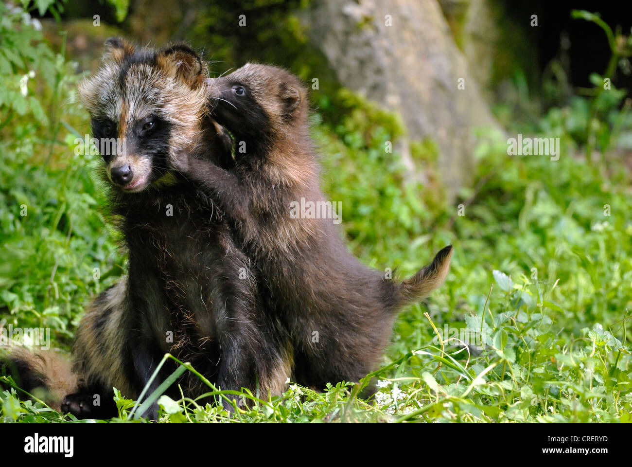 Marderhund (Nyctereutes Procyonoides), Erwachsene mit Welpen, Deutschland Stockfoto