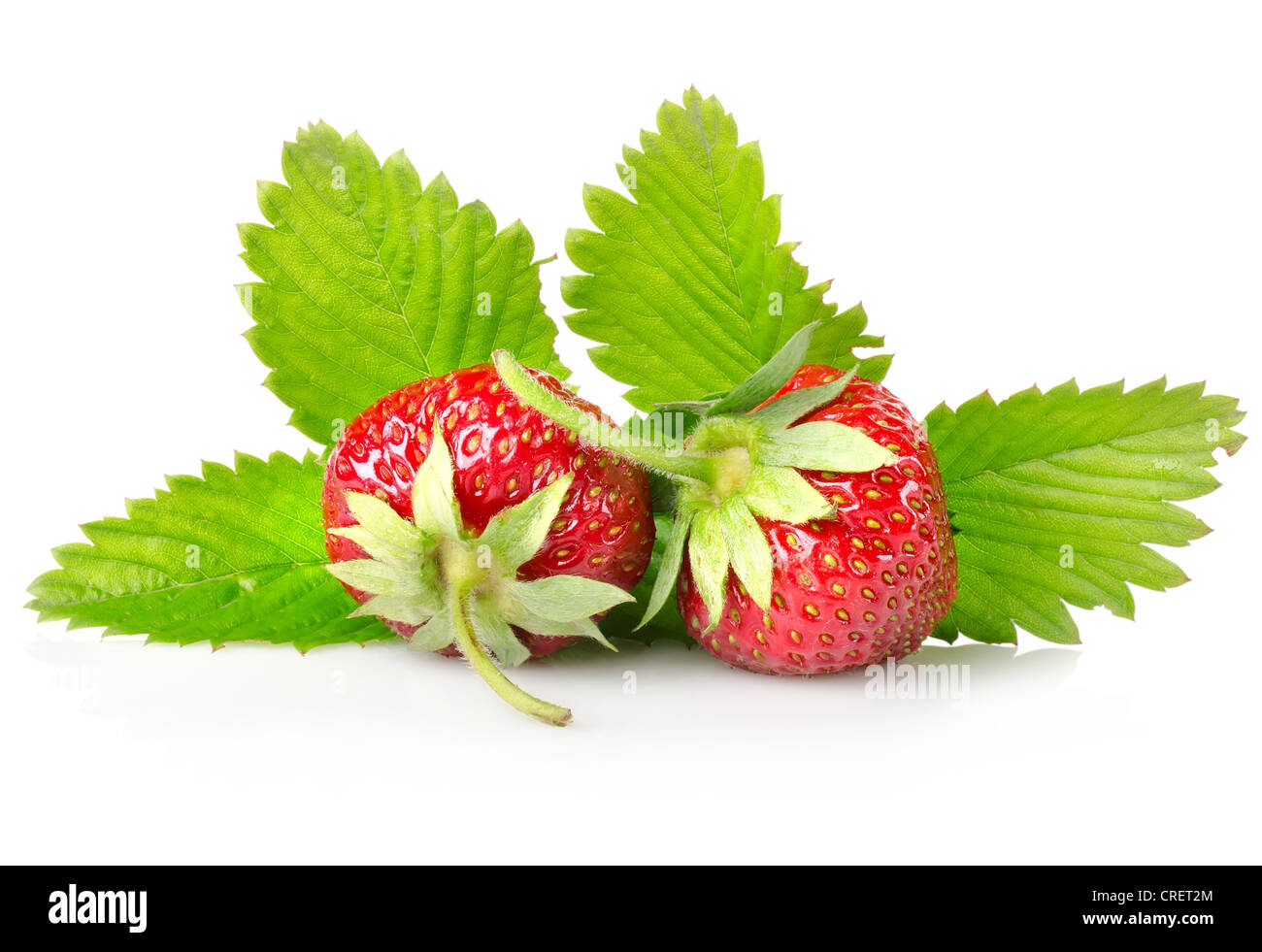 Reife Erdbeeren mit Blättern isoliert auf weißem Hintergrund Stockfoto