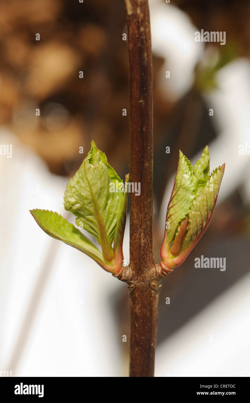 Junge Triebe auf Mophead Hortensie (Hydrangea Macrophylla) Stockfoto