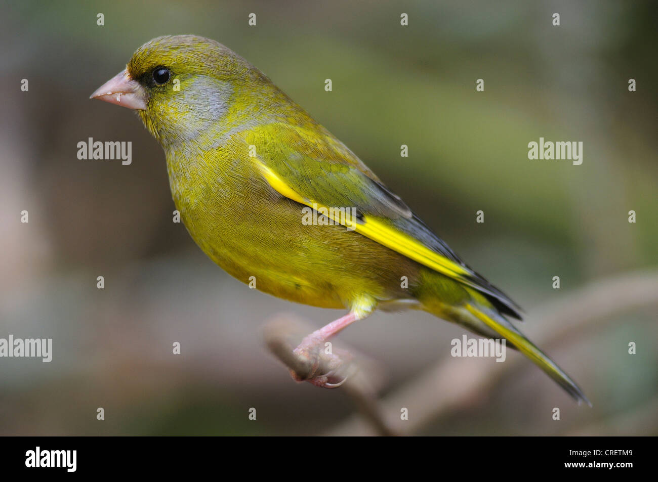 Grünfink Chloris Chloris Finch grüne Vogel SaatgutEsser Garten Schwanz