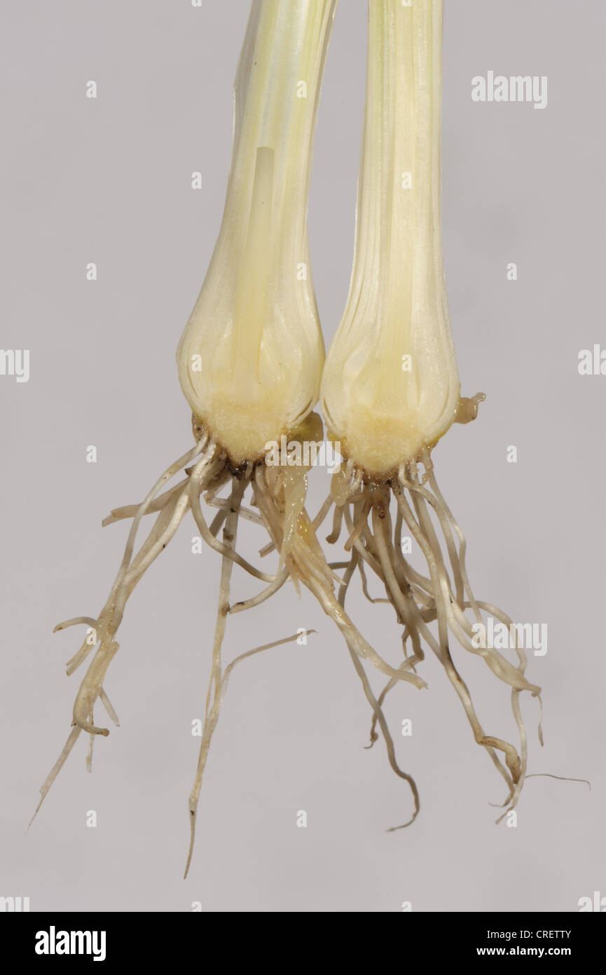 Teil einer Glühbirne und Wurzeln eine entwurzelte Krähe Knoblauch (Allium Vineale) Pflanze Stockfoto
