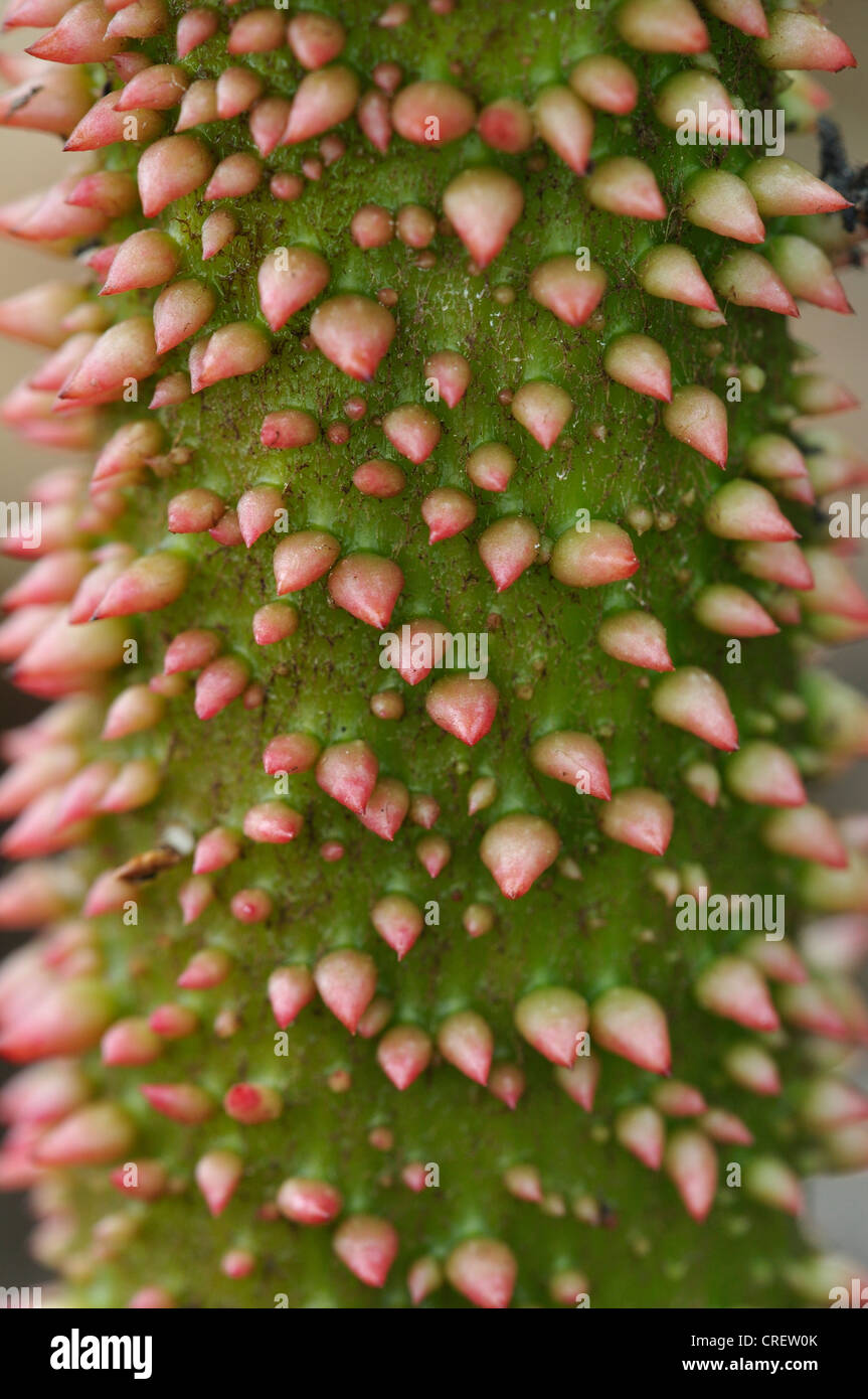 Gunnera Moor Pflanze Riesen Rhabarber stammen stacheligen Stockfoto