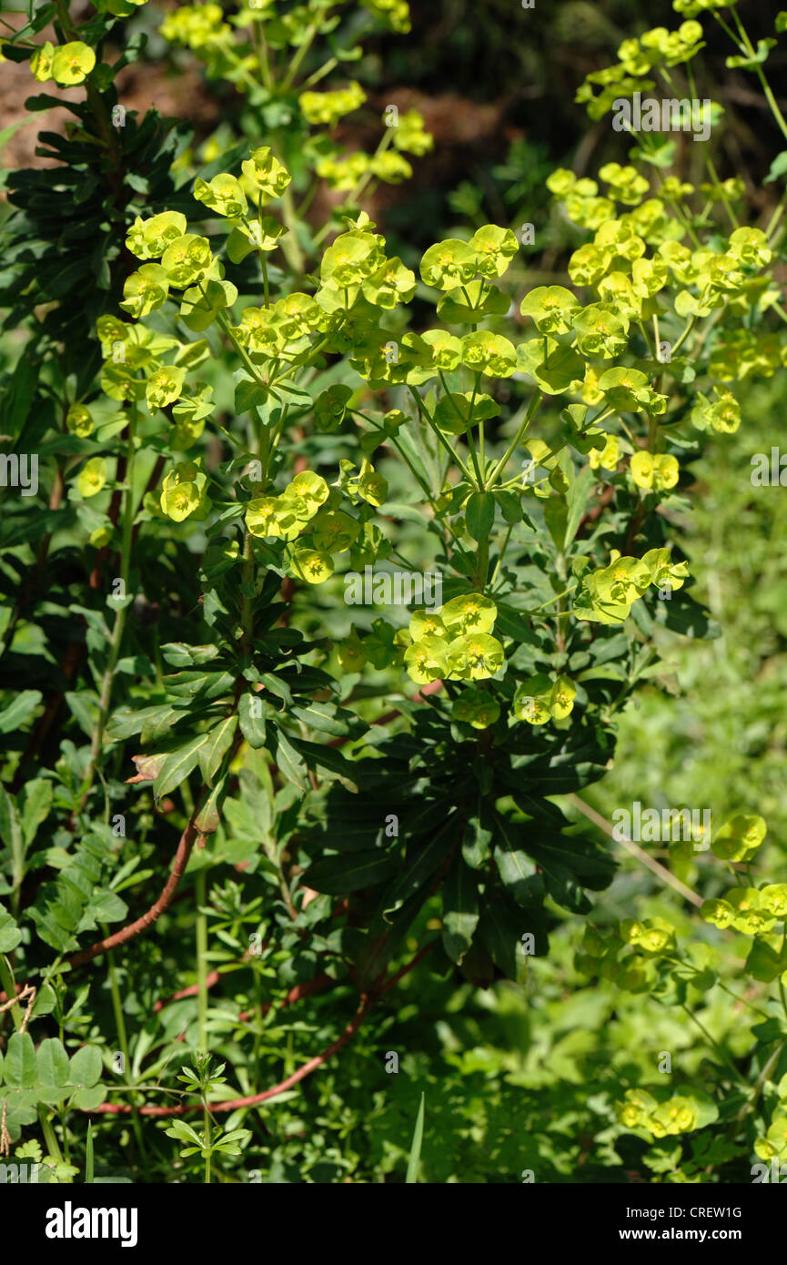 Holz-Wolfsmilch (Euphorbia Amygdaloides) blühende Pflanze in Devon woodland Stockfoto