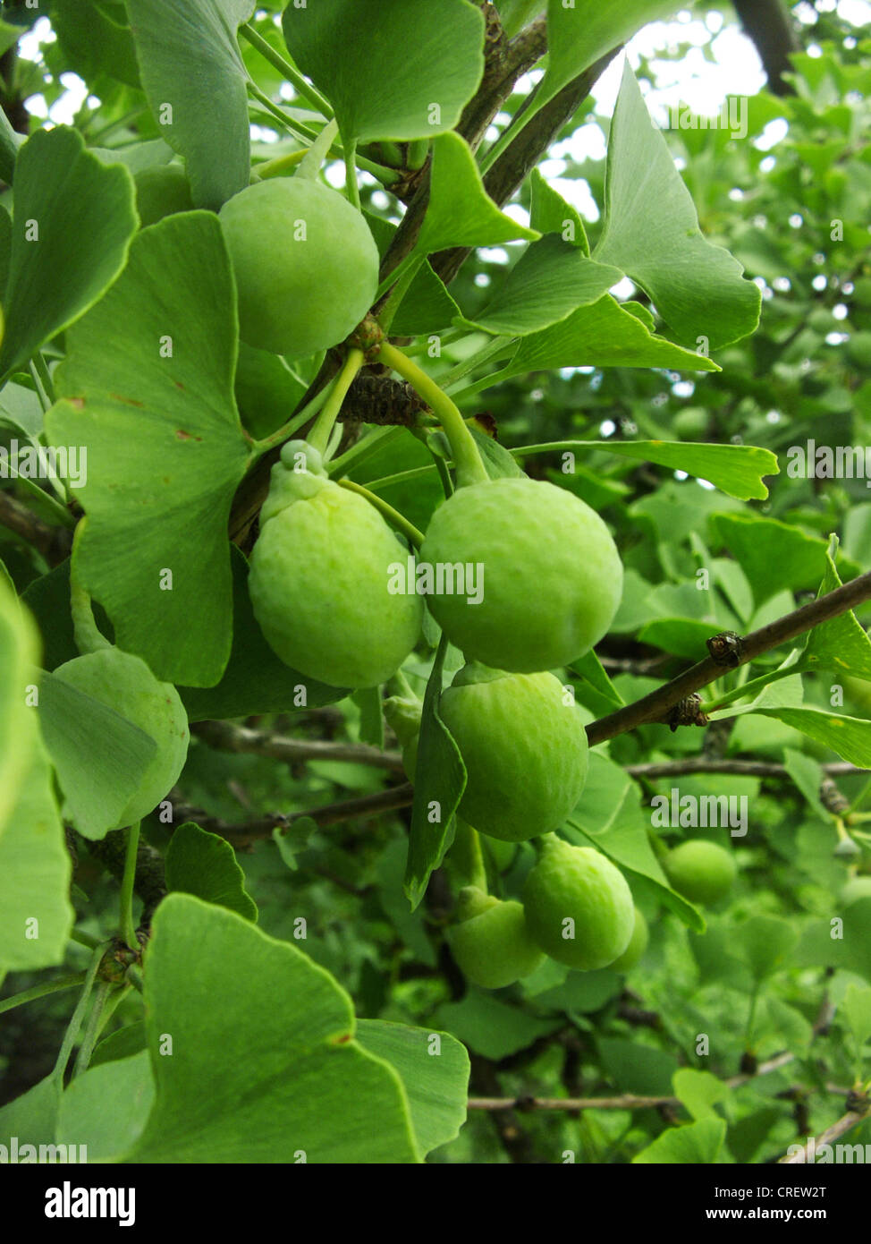 Ginko Biloba Leaf Green Wood Stockfotos und bilder Kaufen