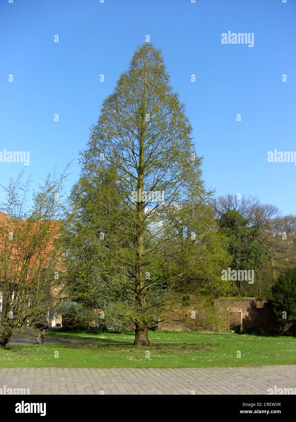 Dämmerung-Rotholz (Metasequoia Glyptostroboides), schießt einzelner Baum im Frühling mit in den Palast Garten Herten, Deutschland, Nordrhein-Westfalen, Ruhrgebiet, Herten Stockfoto