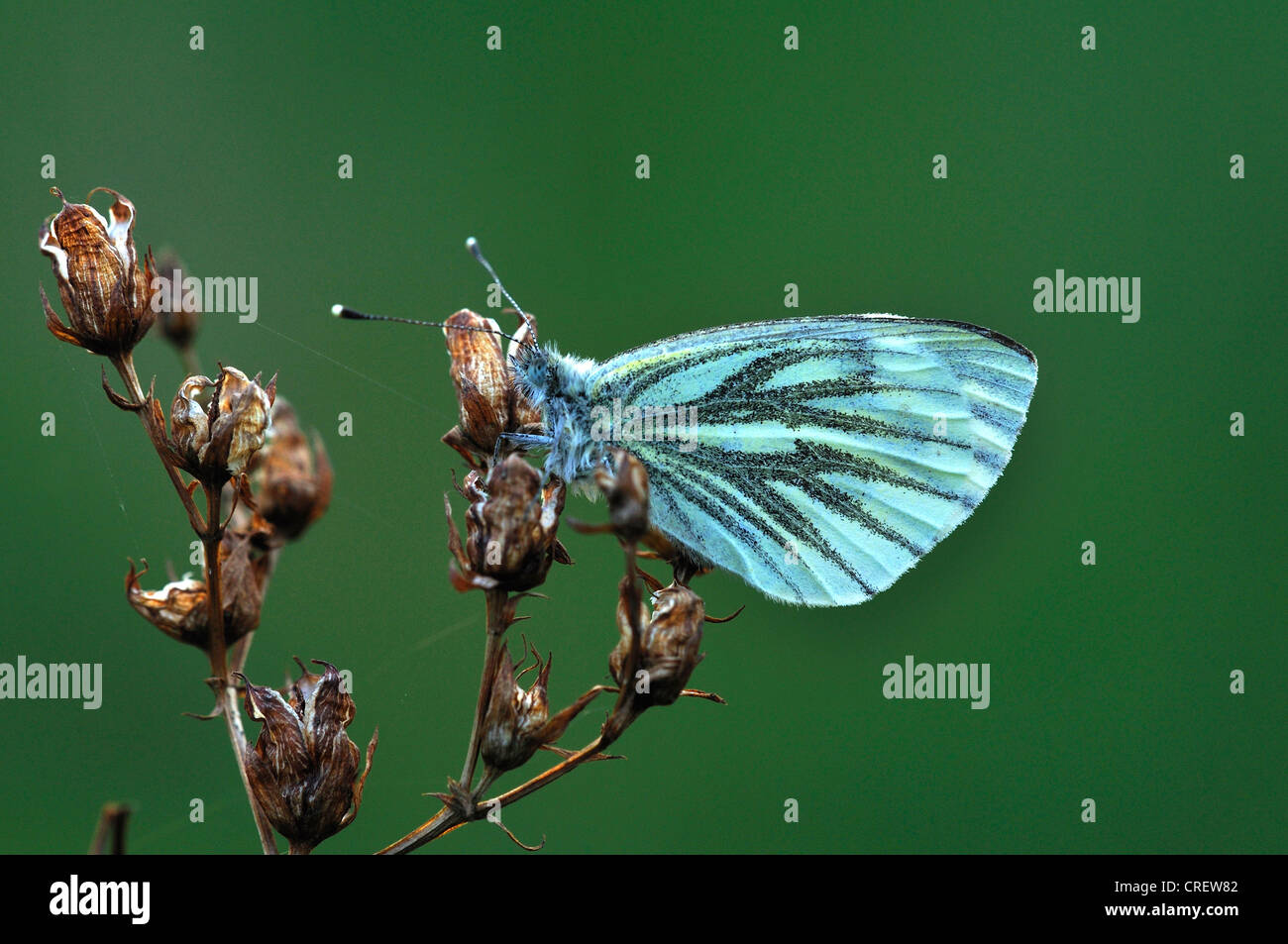 Grün-veined weiß Schmetterling Insekt Wirbellosen Pieris napi Stockfoto