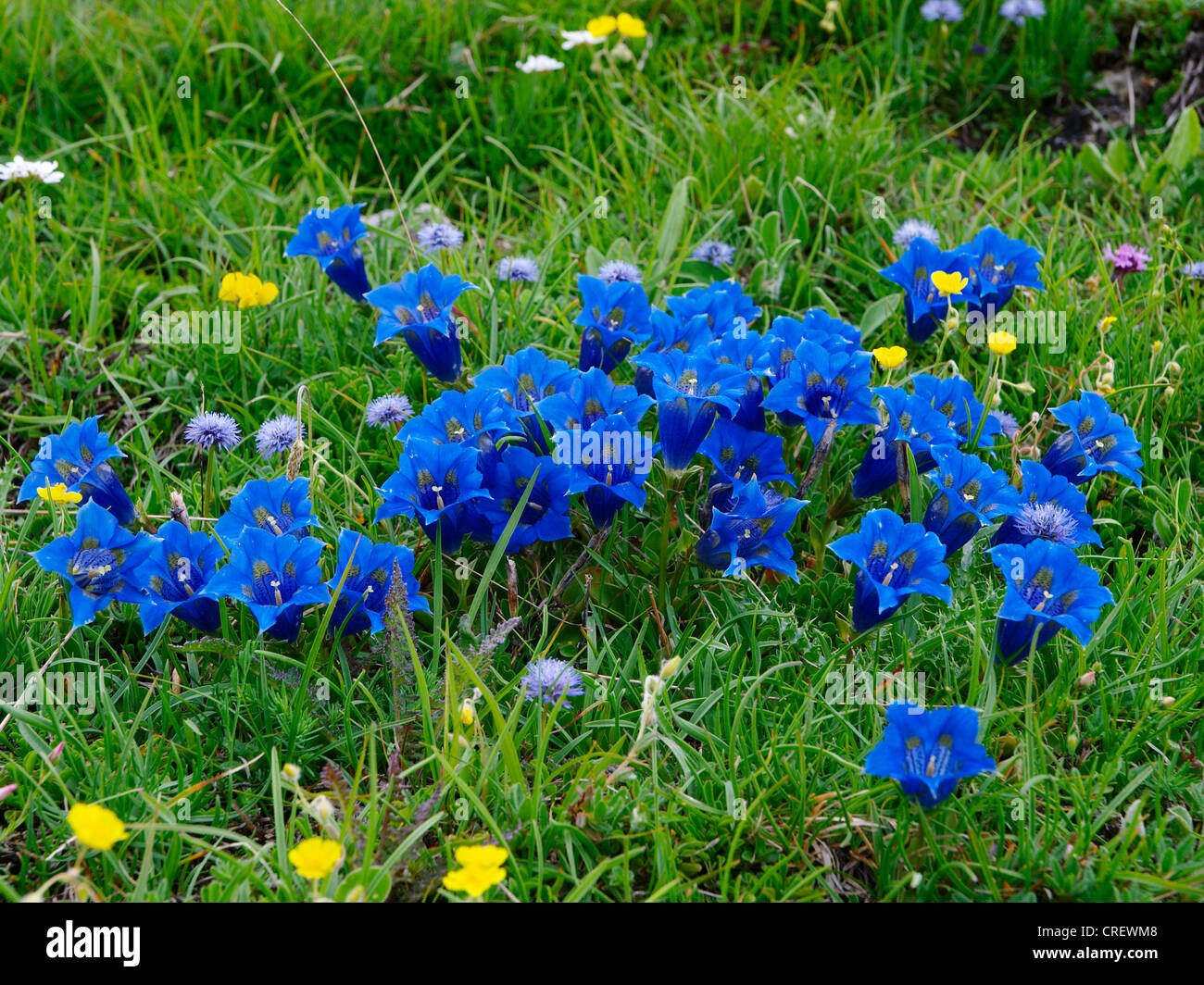 Kochs Gentain, Trompete-Enzian (Gentiana Kochiana), blühen, Frankreich, Seealpen, Mercantour Nationalpark Stockfoto