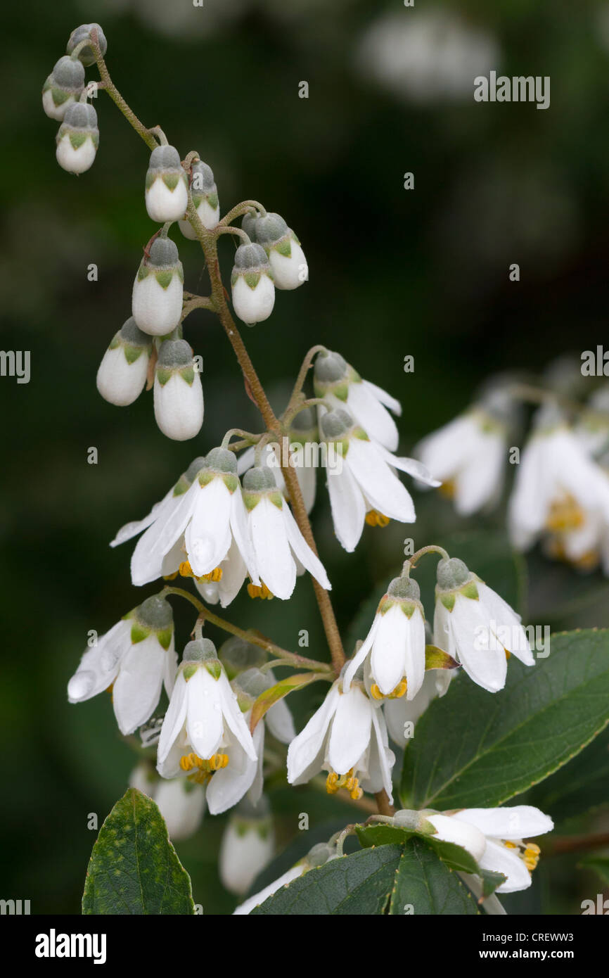 Deutzie Pulchra weiß blühender Strauch Stockfoto