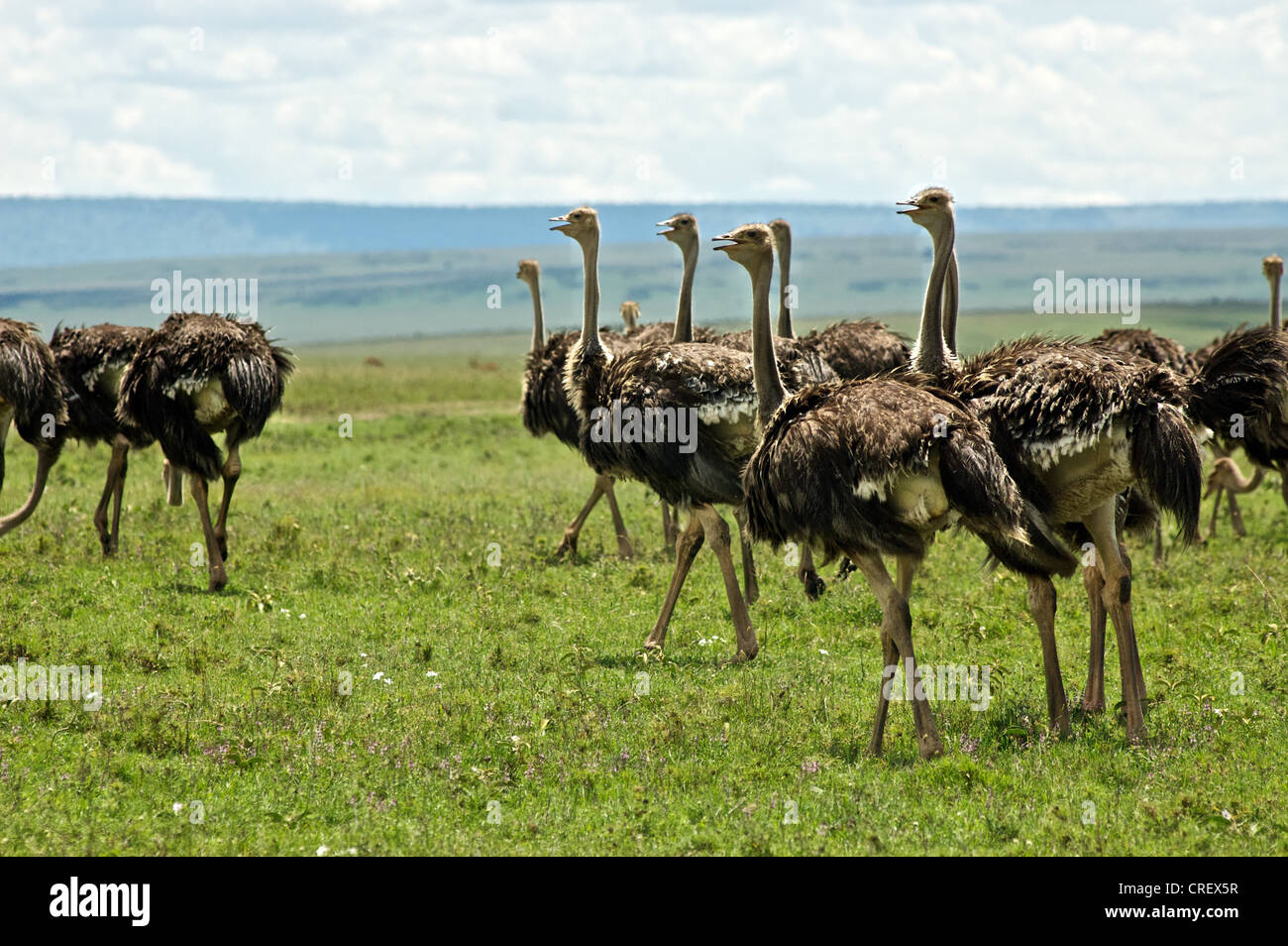 Strauß in Savanne, Masai Mara, Kenia, Ostafrika Stockfoto