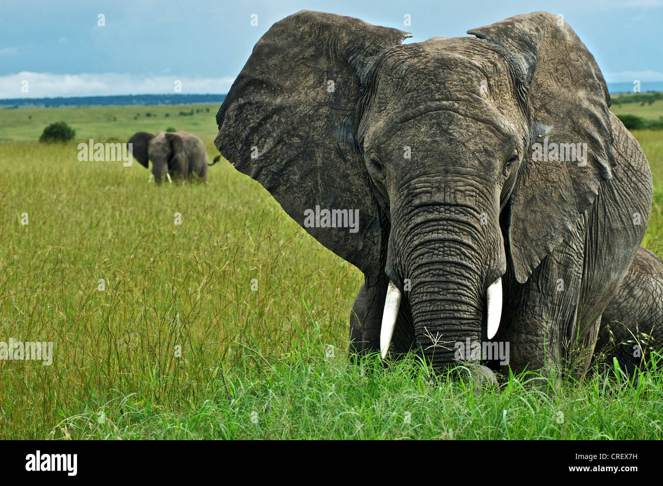 Coole Elefanten-Savannen Sweatshirts - Einsamer Afrikanischer Elefant Design