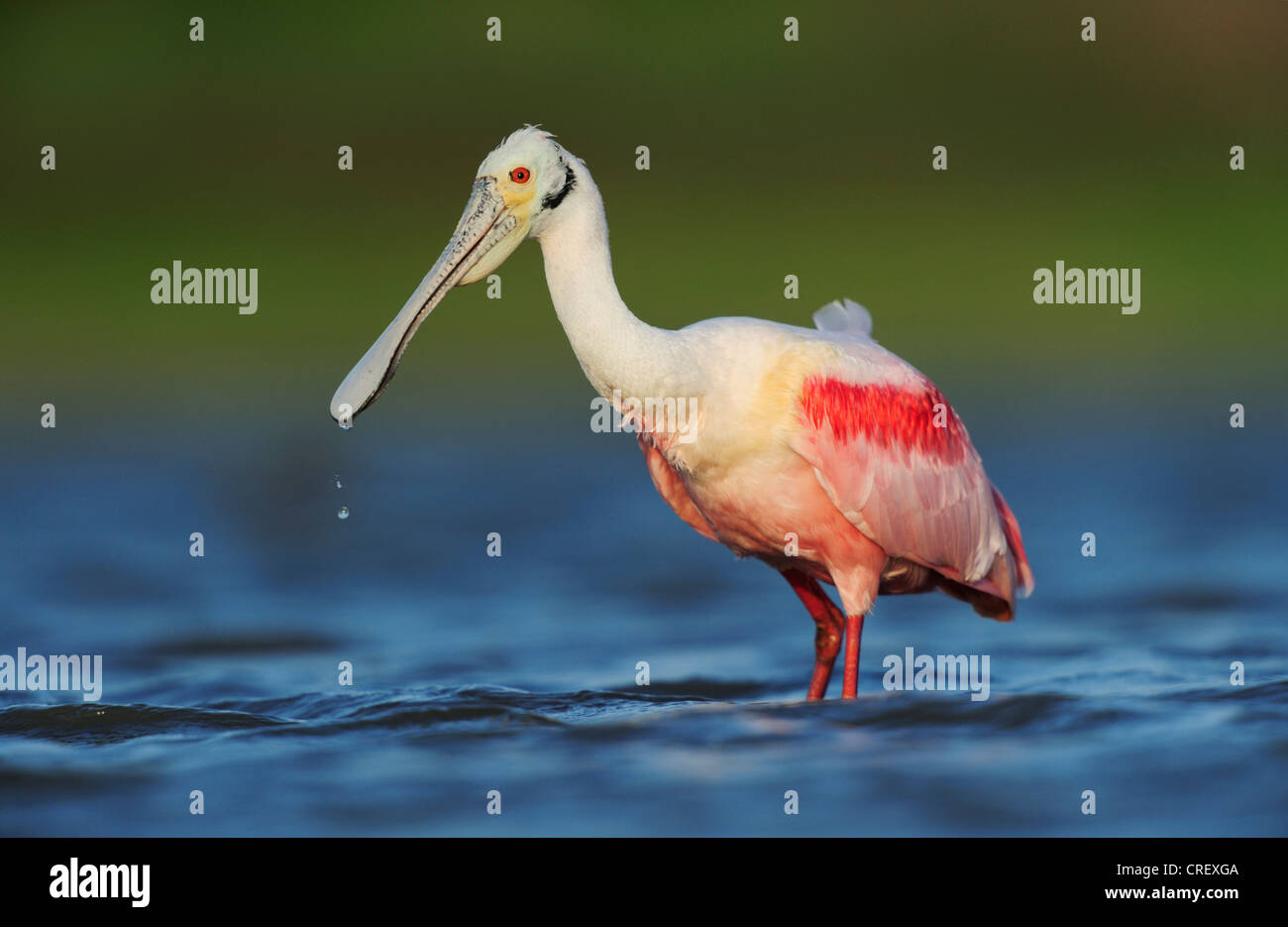 Rosige Löffler (Ajaia Ajaja), adult füttern, South Dinero, Lake Corpus Christi, Texas, USA Stockfoto