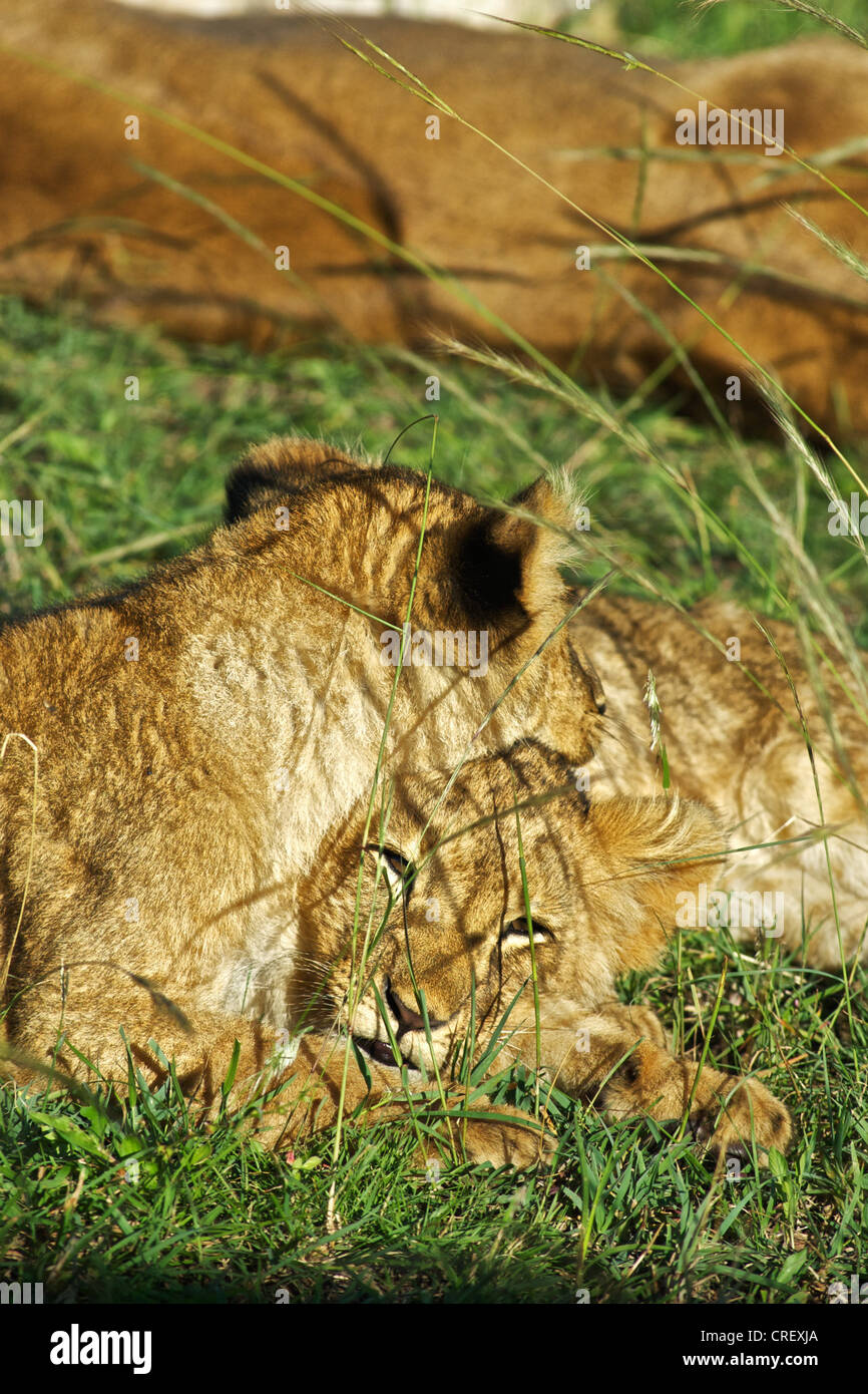 Baby-Löwen genießen Sie die Sonne in Kenia, Afrika. Stockfoto
