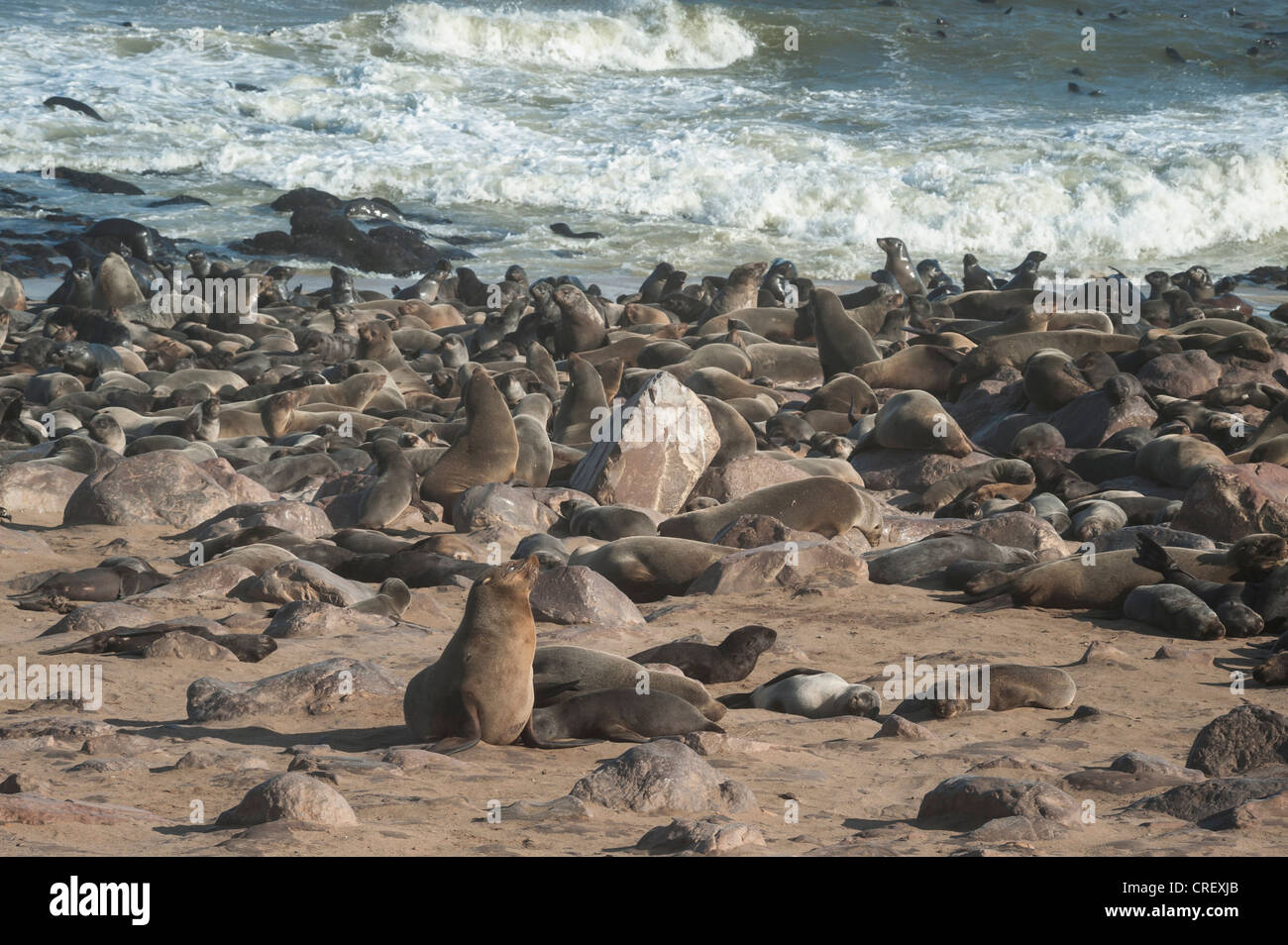 Robbenkolonie an der Skelettküste Stockfoto