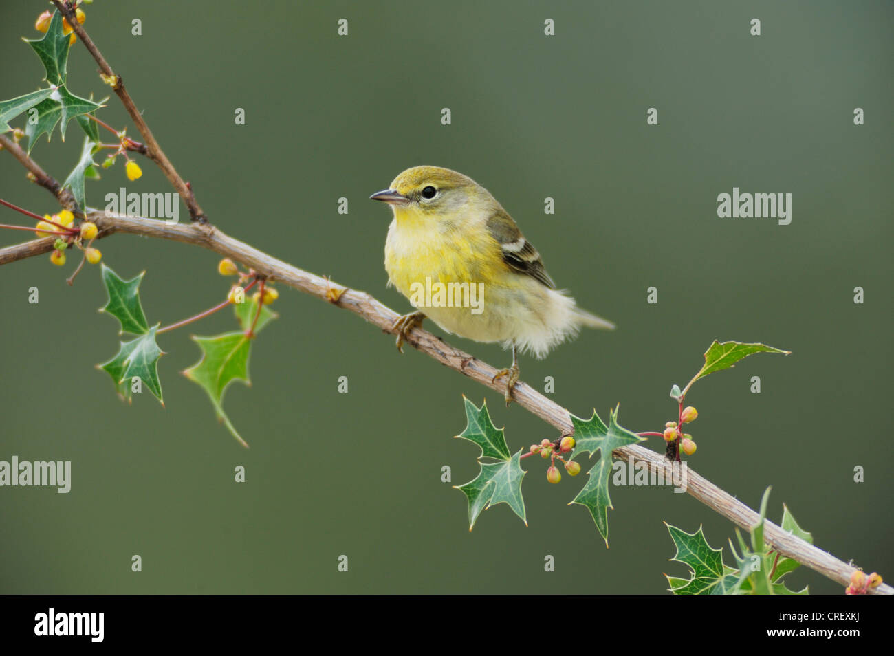Warbler Kiefer (Pinus Dendroica), Agarita (Berberis Trifoliolata) Zweig, Dinero, Lake Corpus Christi, Texas weiblich gehockt. Stockfoto