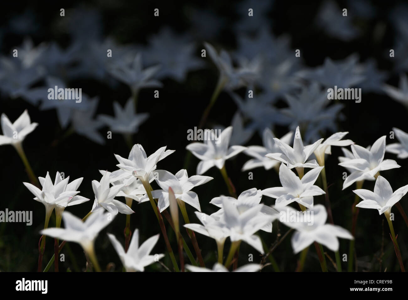 Abend-Regen-Lilie (Cooperia Drummondii), blühen, Dinero, Lake Corpus Christi, Süden von Texas, USA Stockfoto