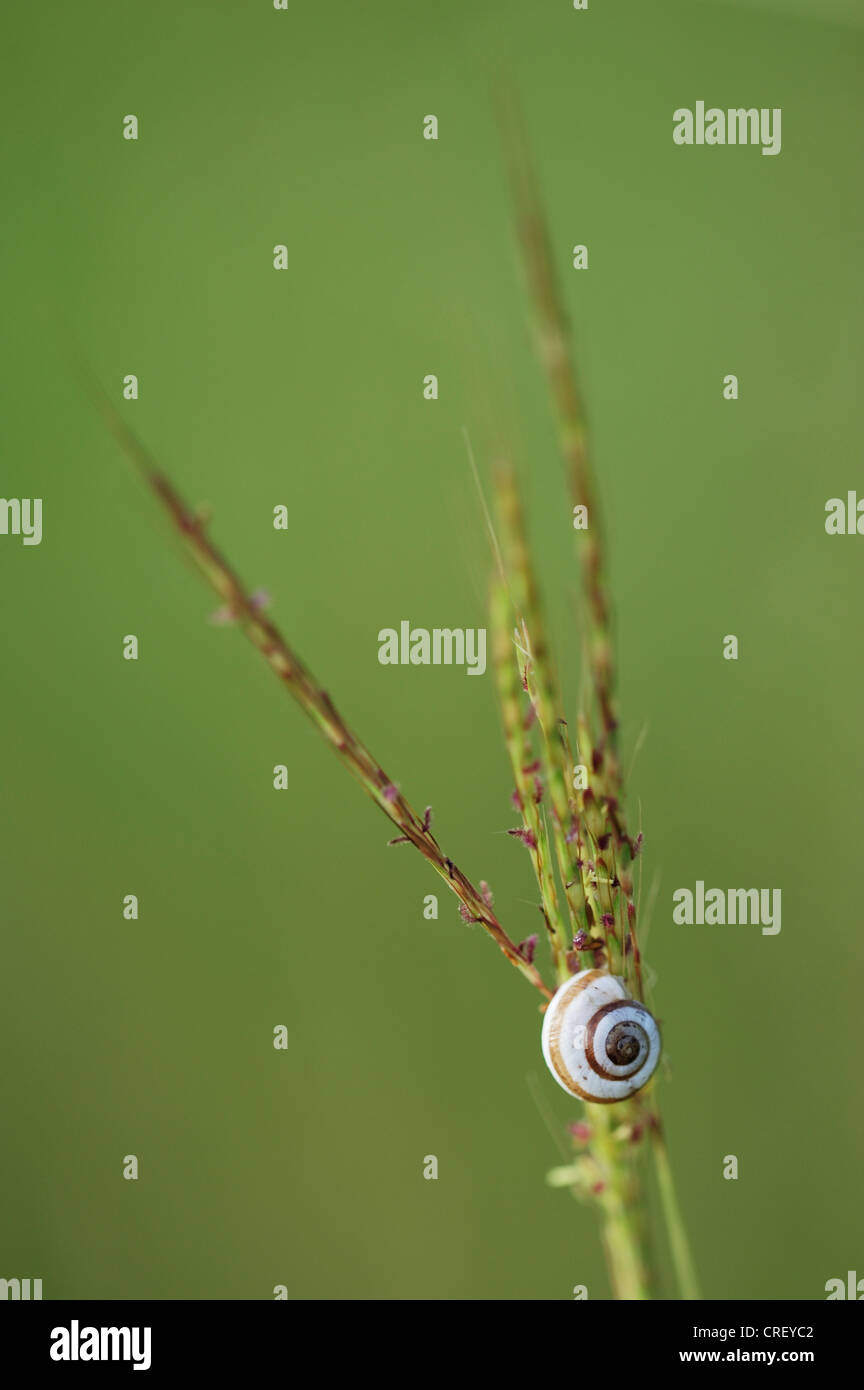 Schlossen sich Scrubsnail (Praticolella Berlandieriana), ruht auf Grashalm, Dinero, Lake Corpus Christi, Süden von Texas, USA Stockfoto