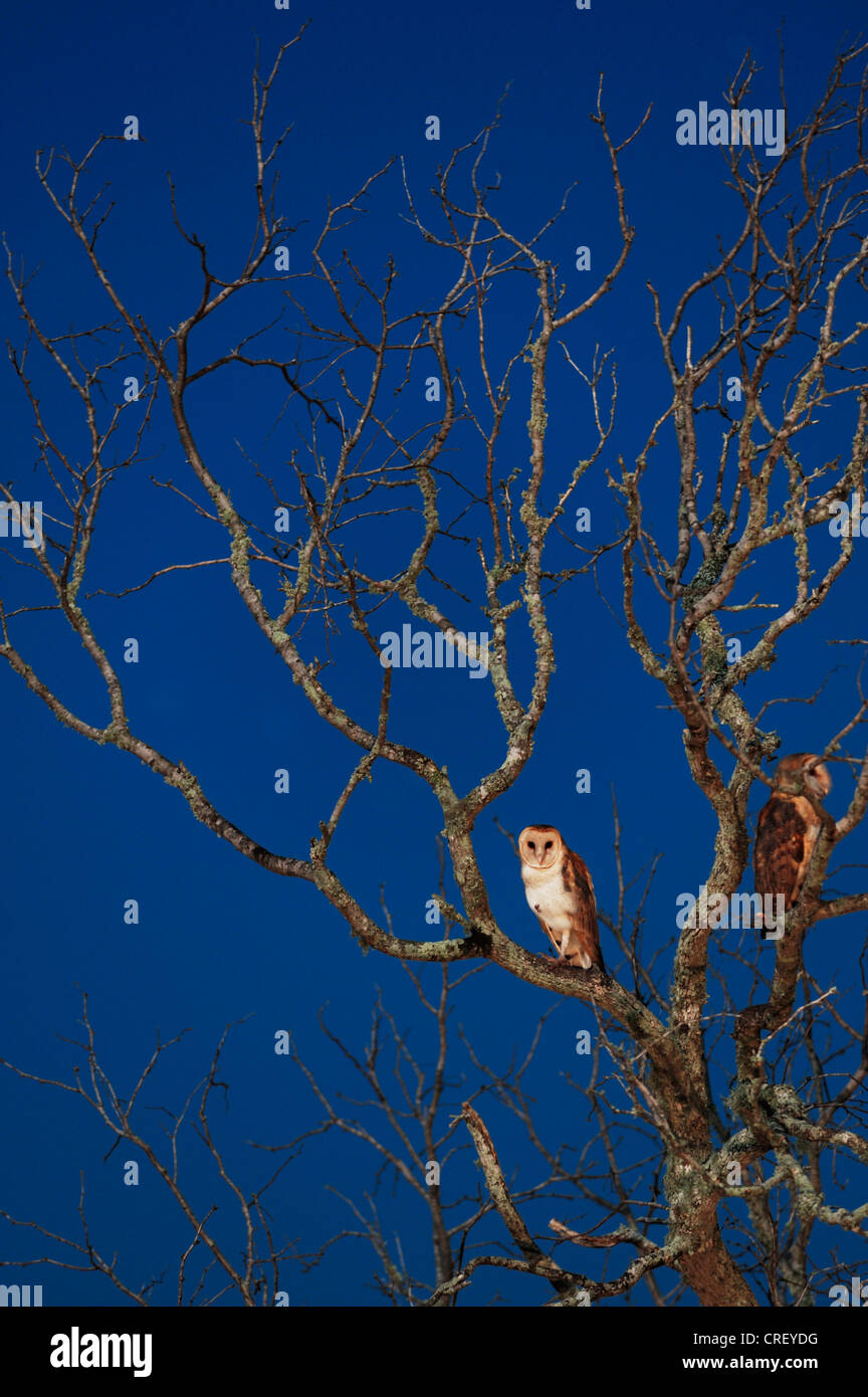Schleiereule (Tyto Alba), Erwachsene in der Nacht, Dinero, Lake Corpus Christi, Süden von Texas, USA Stockfoto