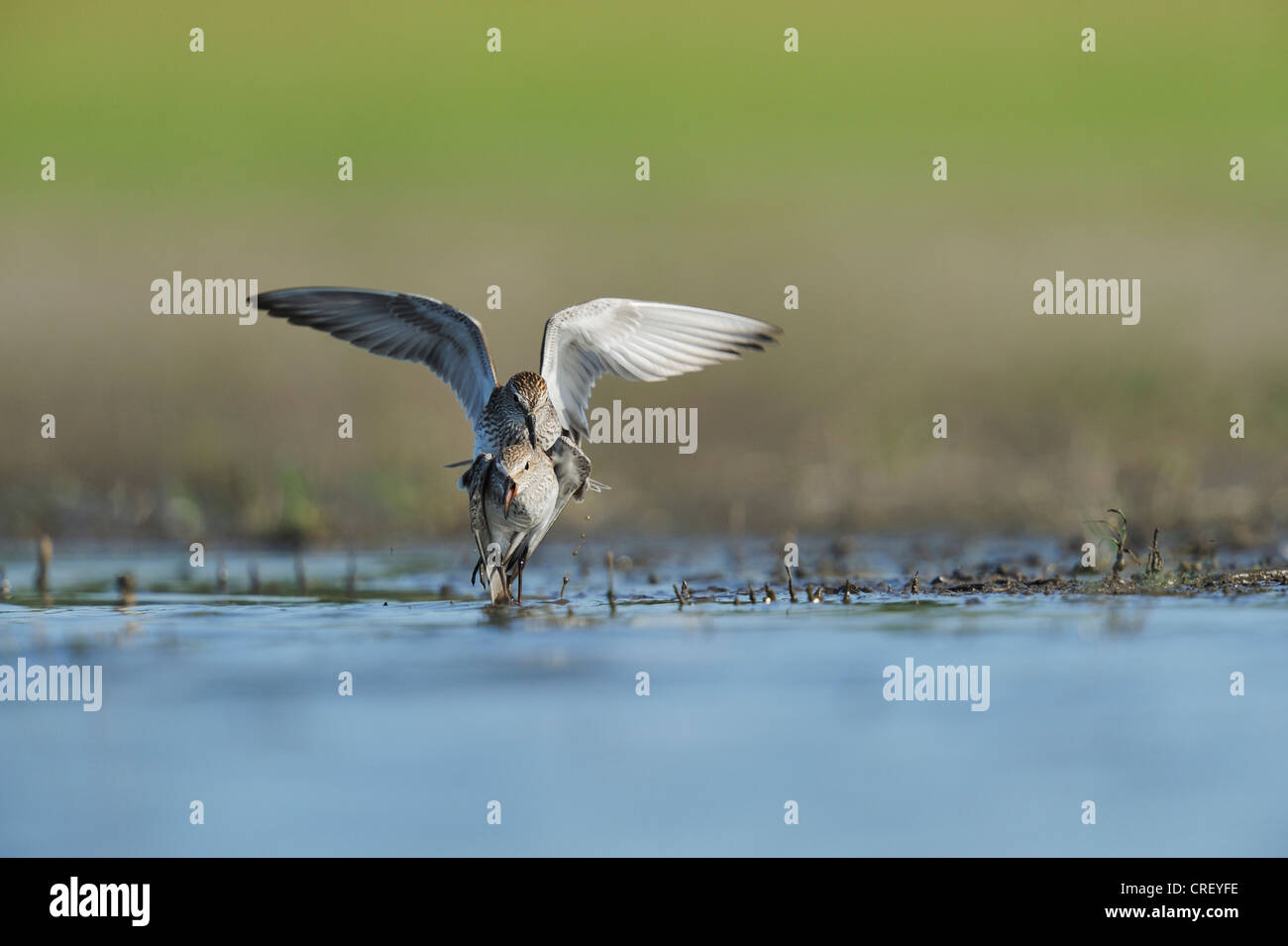 Weißes-rumped Strandläufer (Calidris Fuscicollis), Erwachsene kämpfen, South Dinero, Lake Corpus Christi, Texas, USA Stockfoto