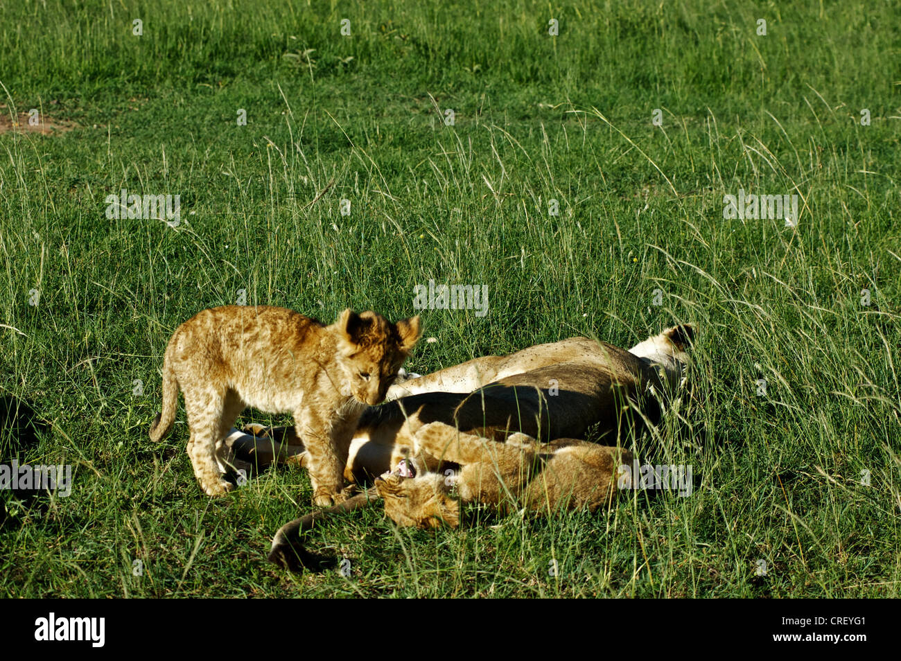 Baby-Löwen spielen auf der Wiese. Kenia, Afrika. Stockfoto