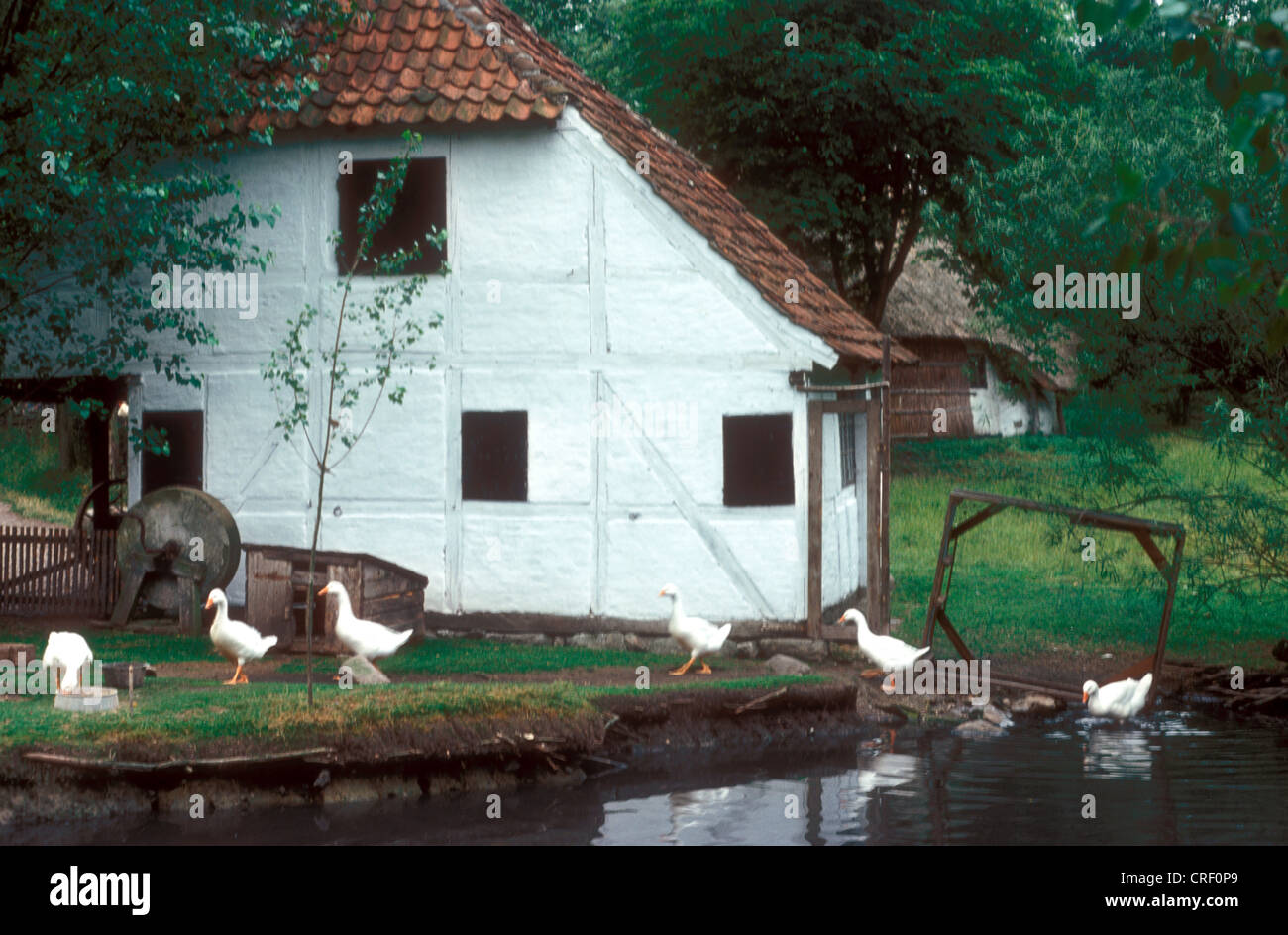 Bauernhaus mit Enten in Dänemark, die hässliche Entlein Geschichte Stockfoto