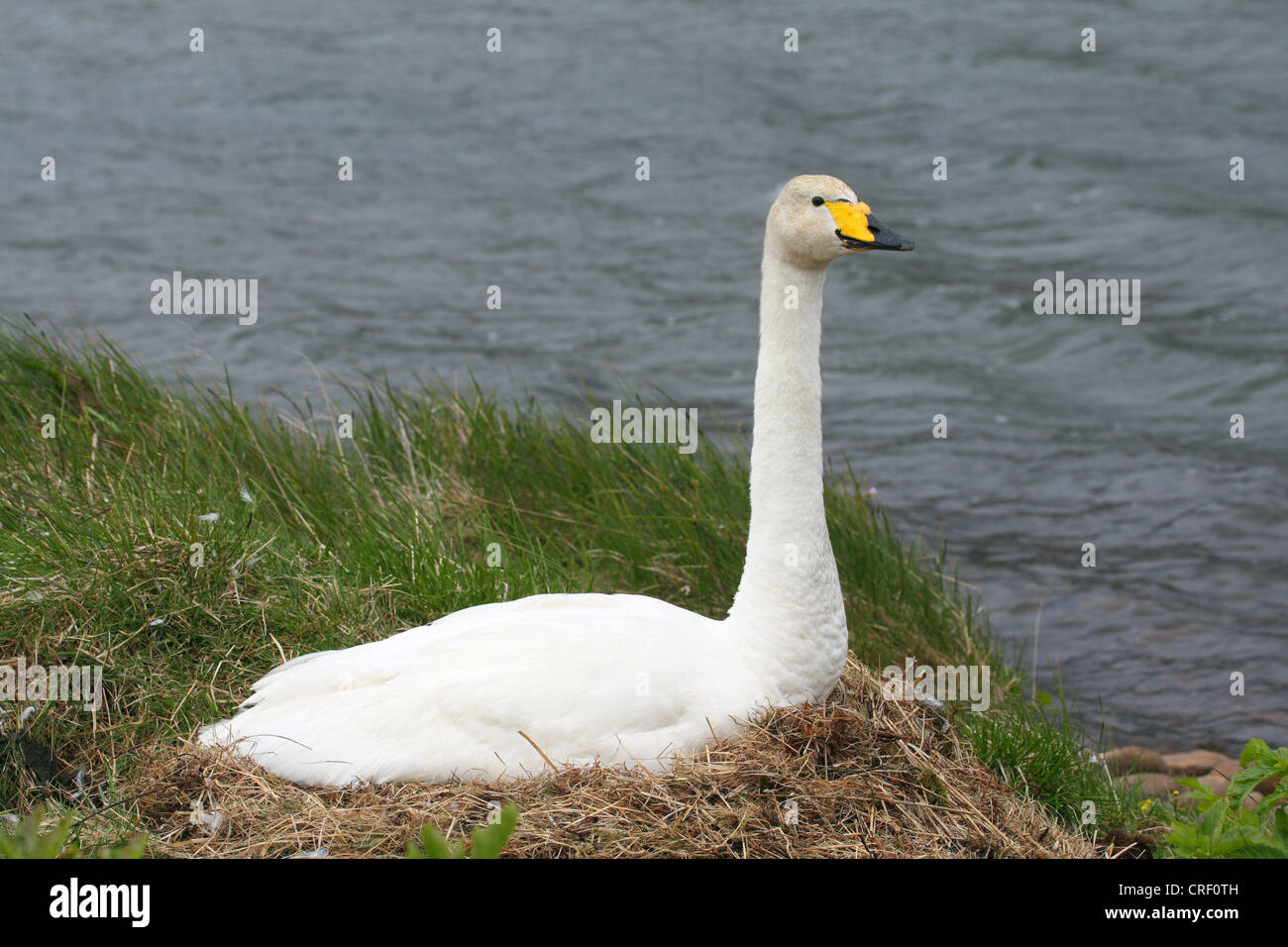 Singschwan (Cygnus Cygnus), am Nest, Island Stockfoto